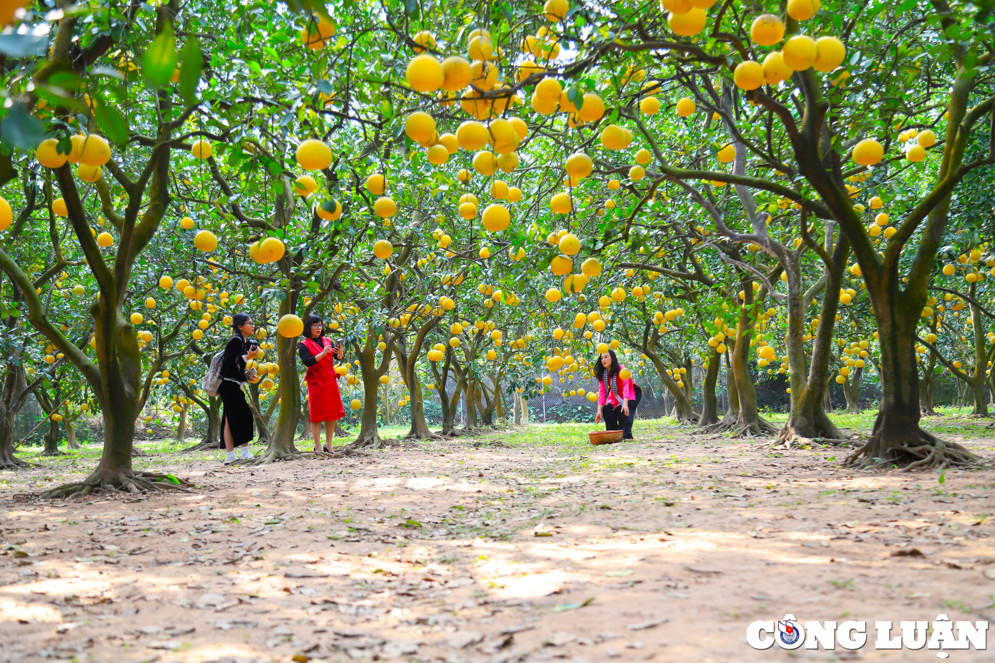 nguoi dan do xo check in vuon buoi gan 30 nam tuoi o ha noi hinh 1