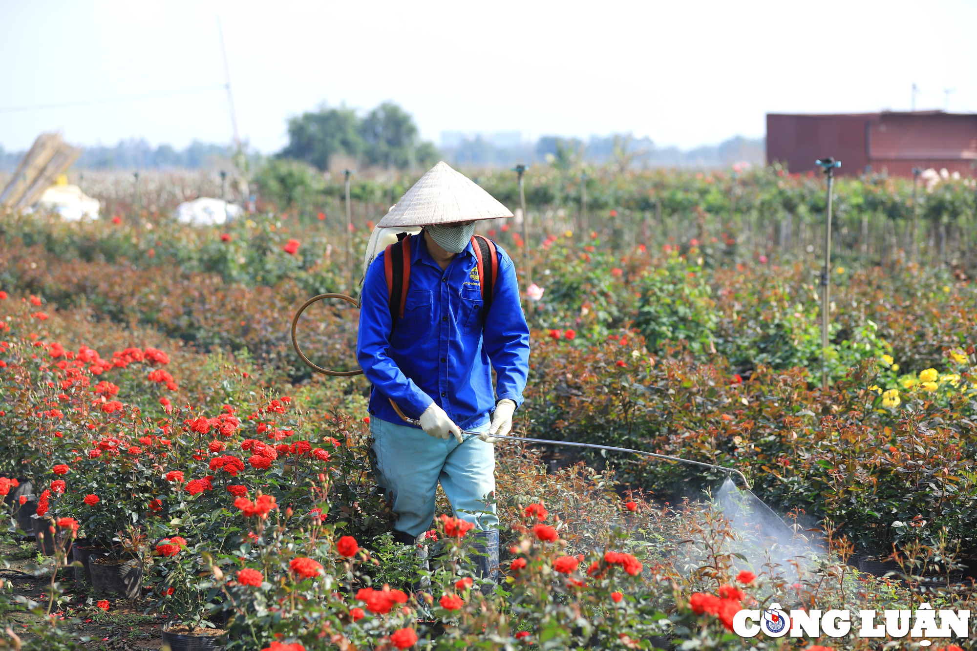 nguoi dan vung hoa ngoai thanh ha noi tat bat vu tet 2024 hinh 2