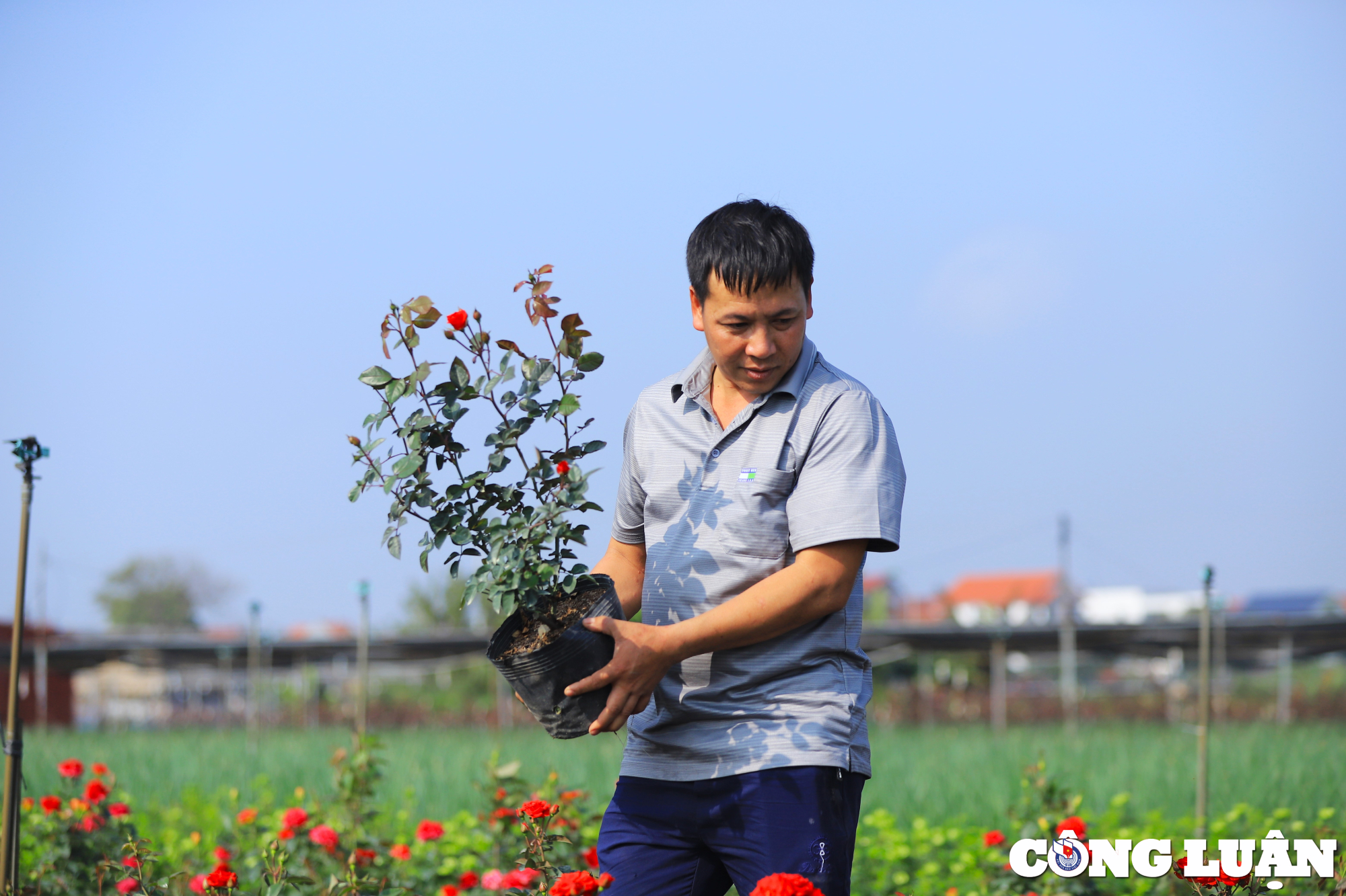 nguoi dan vung hoa ngoai thanh ha noi tat bat vu tet 2024 hinh 3