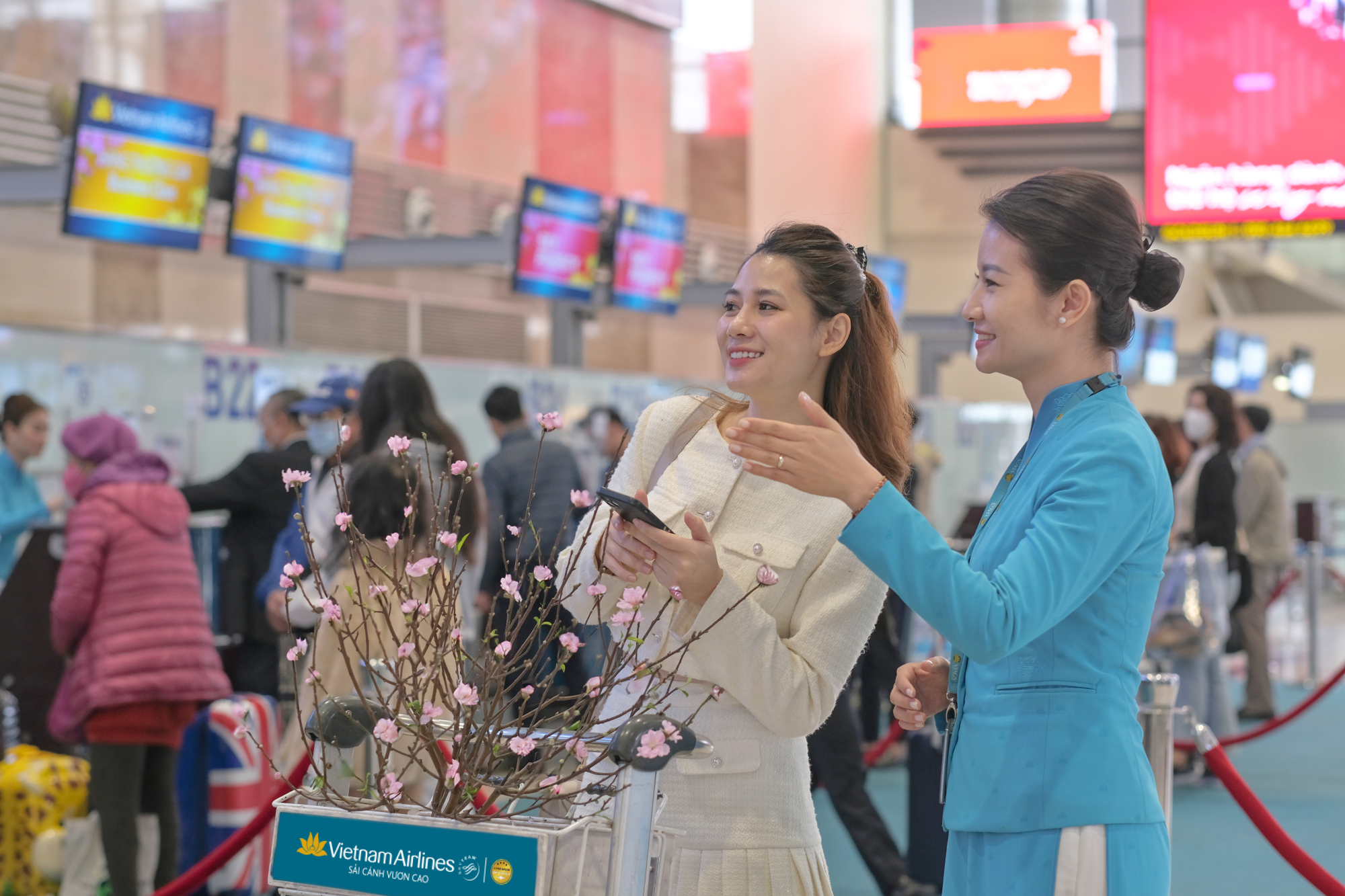 vietnam airlines mang dao mai ve nha cho hanh khach hinh 1