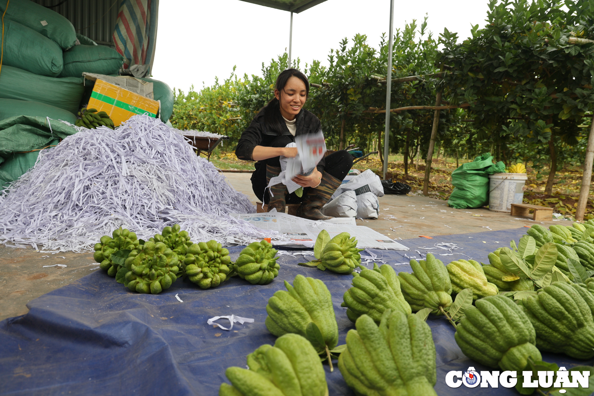 dan trong phat thu ngoai thanh ha noi ruc rich vu thu hoach lon nhat nam hinh 16