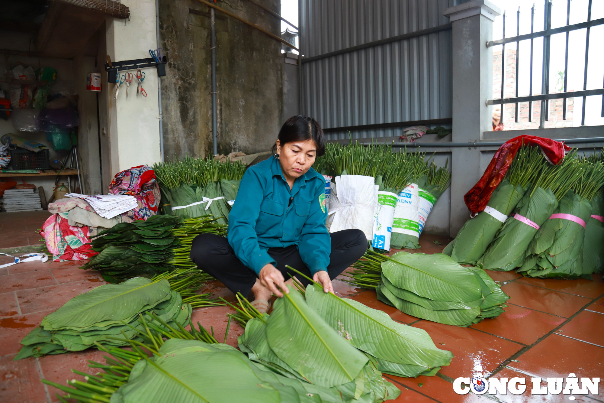 nguoi dan lang trang cat tat bat thu hoach la dong truoc tet nguyen dan 2024 hinh 14