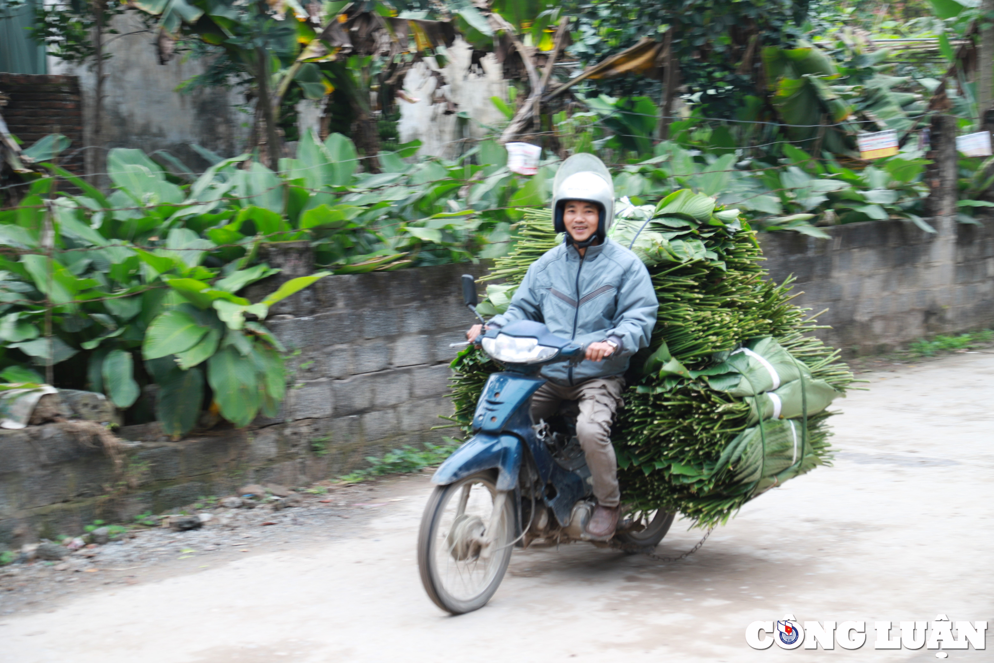 nguoi dan lang trang cat tat bat thu hoach la dong truoc tet nguyen dan 2024 hinh 16