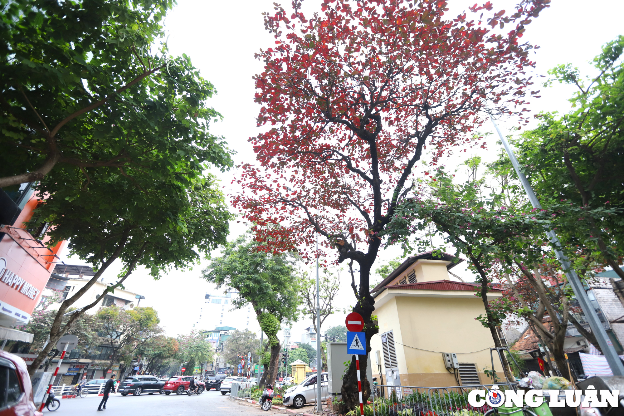 ha noi dep nen tho duoi sac do cua la bang hinh 16