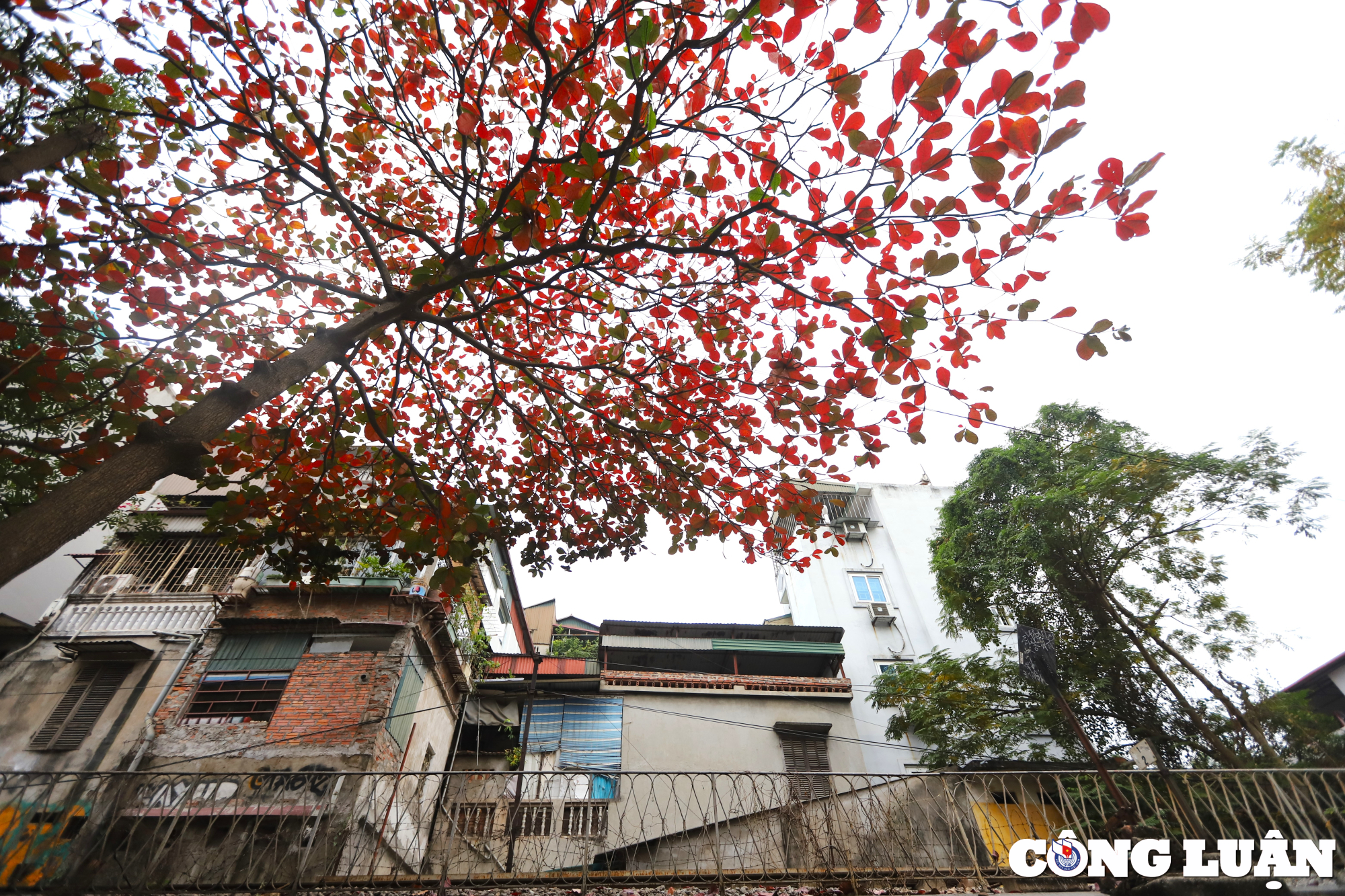 ha noi dep nen tho duoi sac do cua la bang hinh 2