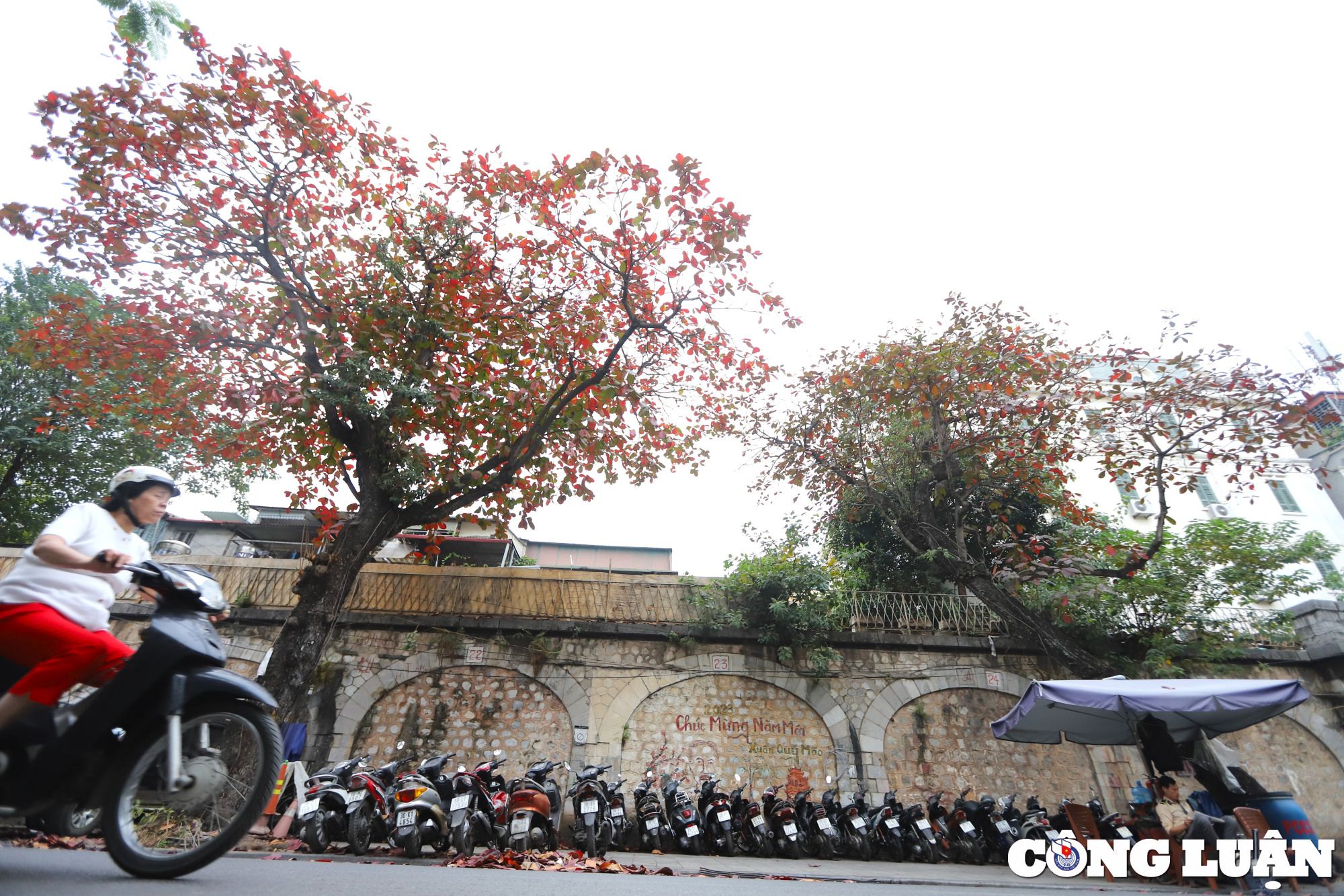 ha noi dep nen tho duoi sac do cua la bang hinh 6