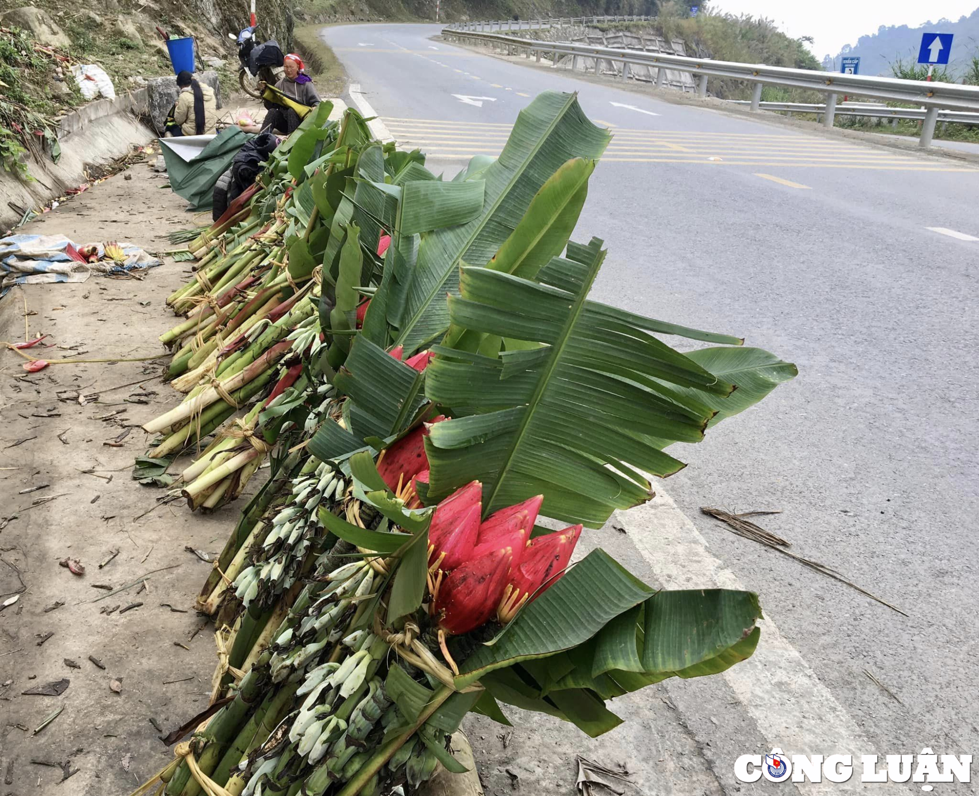 hoa chuoi rung sa pa hut khach chon mua choi tet hinh 2