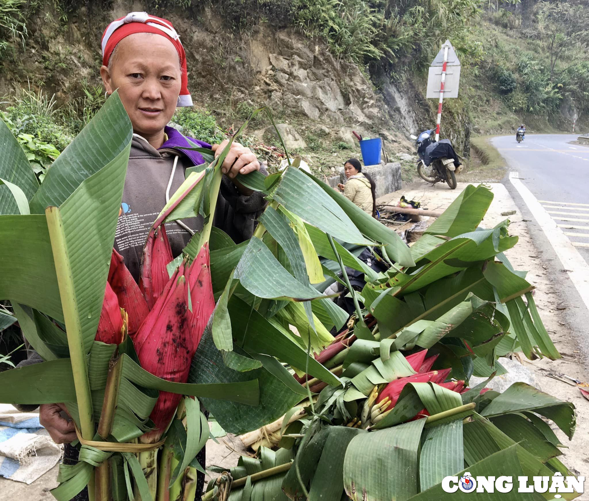 hoa chuoi rung sa pa hut khach chon mua choi tet hinh 1