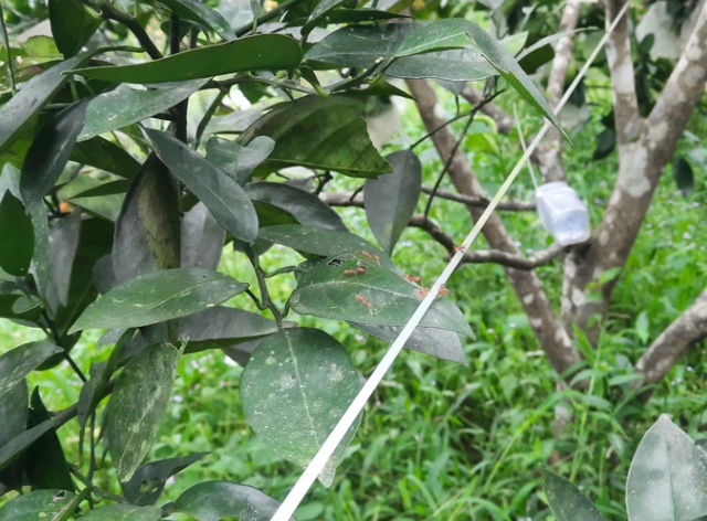 nong dan nuoi kien vang de lam ve si cho vuon cay an qua hinh 6