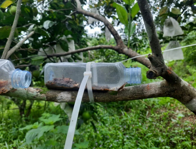 nong dan nuoi kien vang de lam ve si cho vuon cay an qua hinh 8