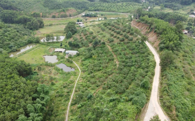 nong dan nuoi kien vang de lam ve si cho vuon cay an qua hinh 1