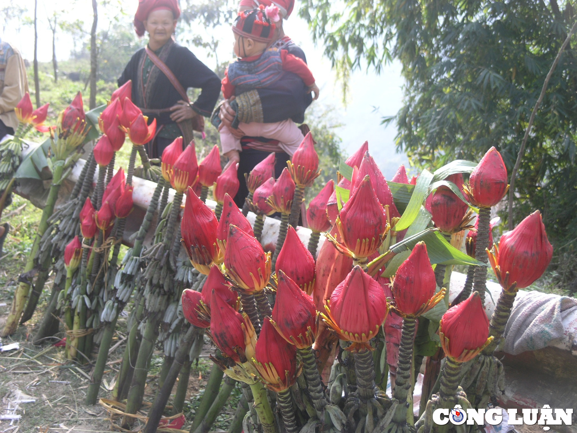 hoa chuoi rung sa pa hut khach chon mua choi tet hinh 5