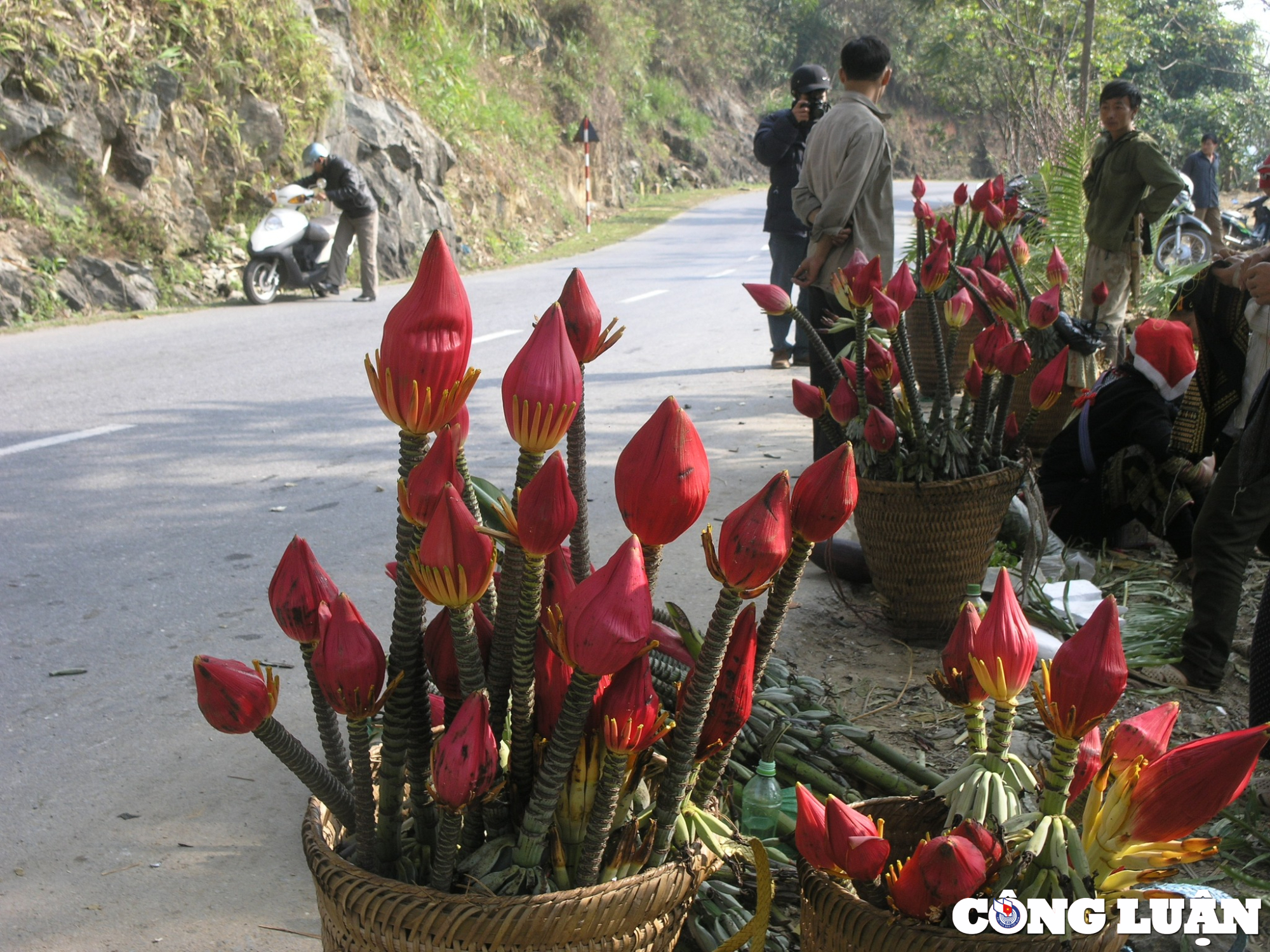 hoa chuoi rung sa pa hut khach chon mua choi tet hinh 6