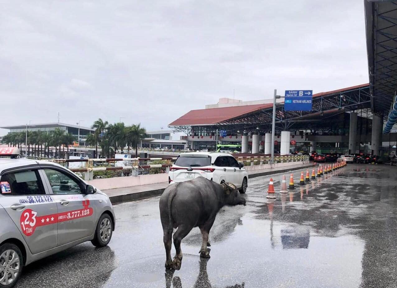 bat ngo hinh anh trau di lac vao cang hang khong quoc te noi bai hinh 1