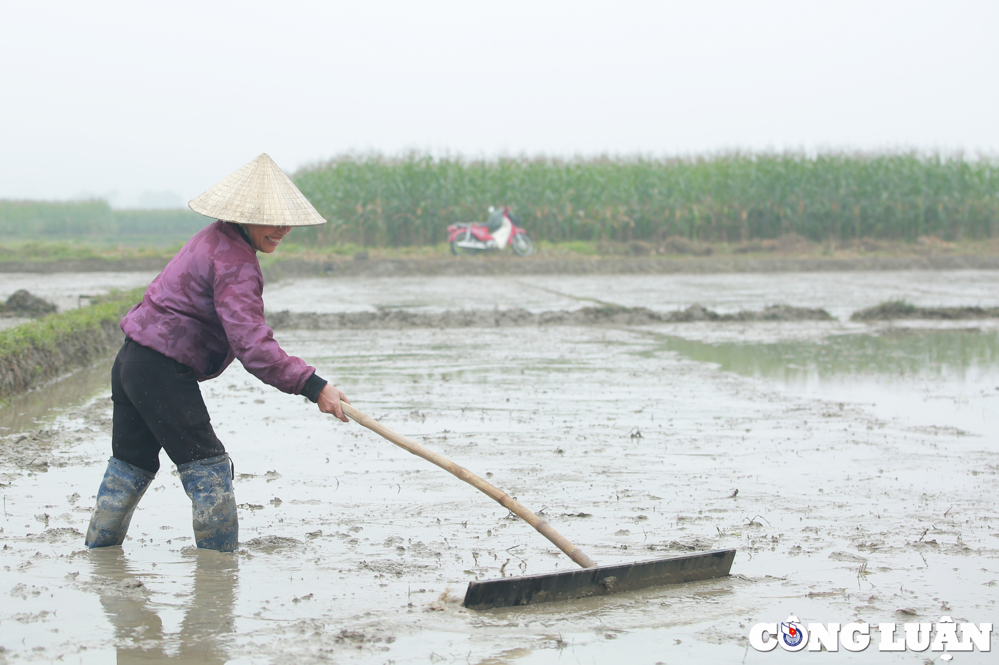 nghe an nong dan chan tay tran loi ruong cay lua trong mua ret hinh 10