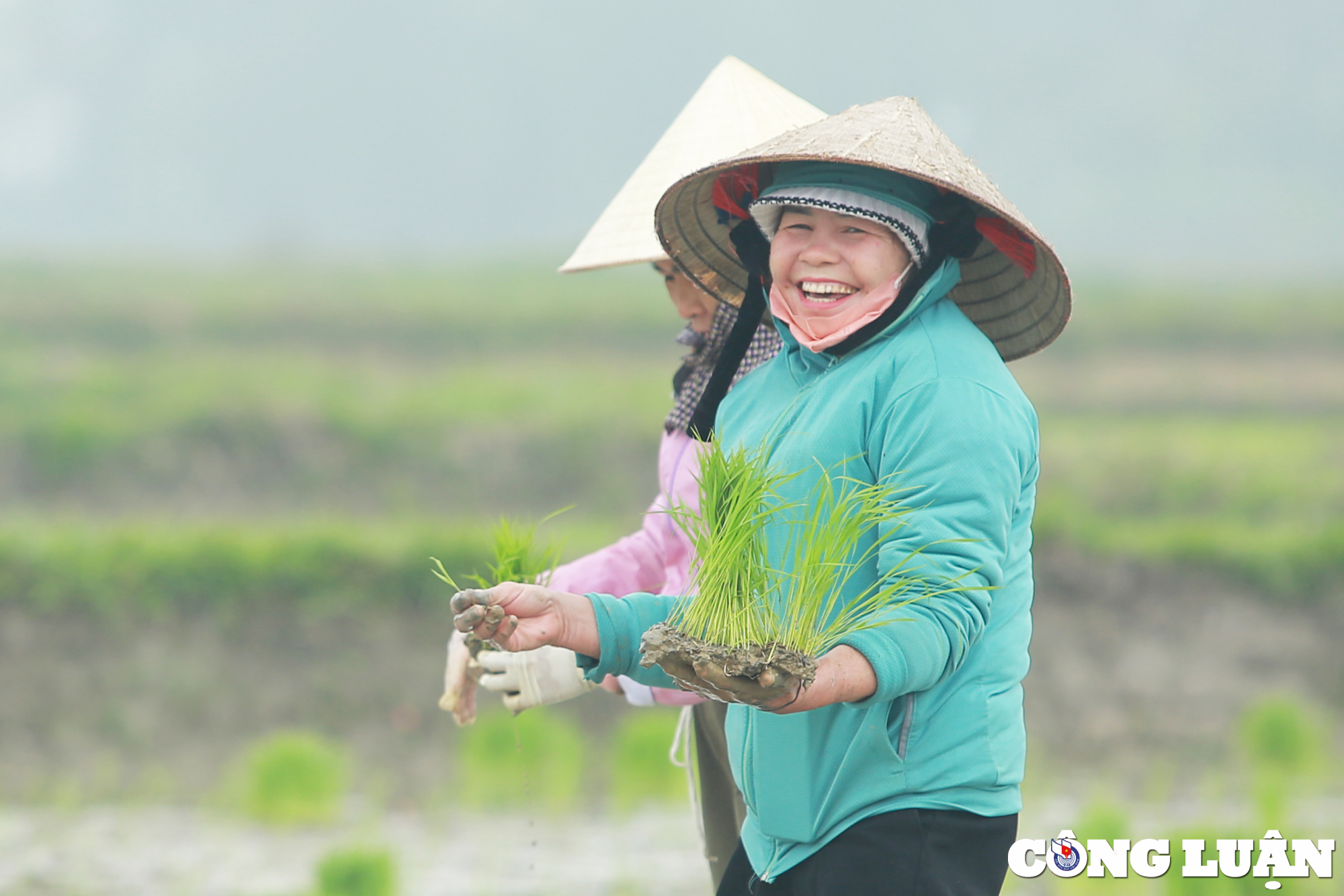 nghe an nong dan chan tay tran loi ruong cay lua trong mua ret hinh 7