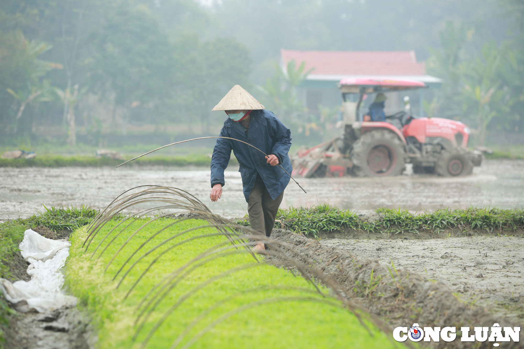 nghe an nong dan chan tay tran loi ruong cay lua trong mua ret hinh 9