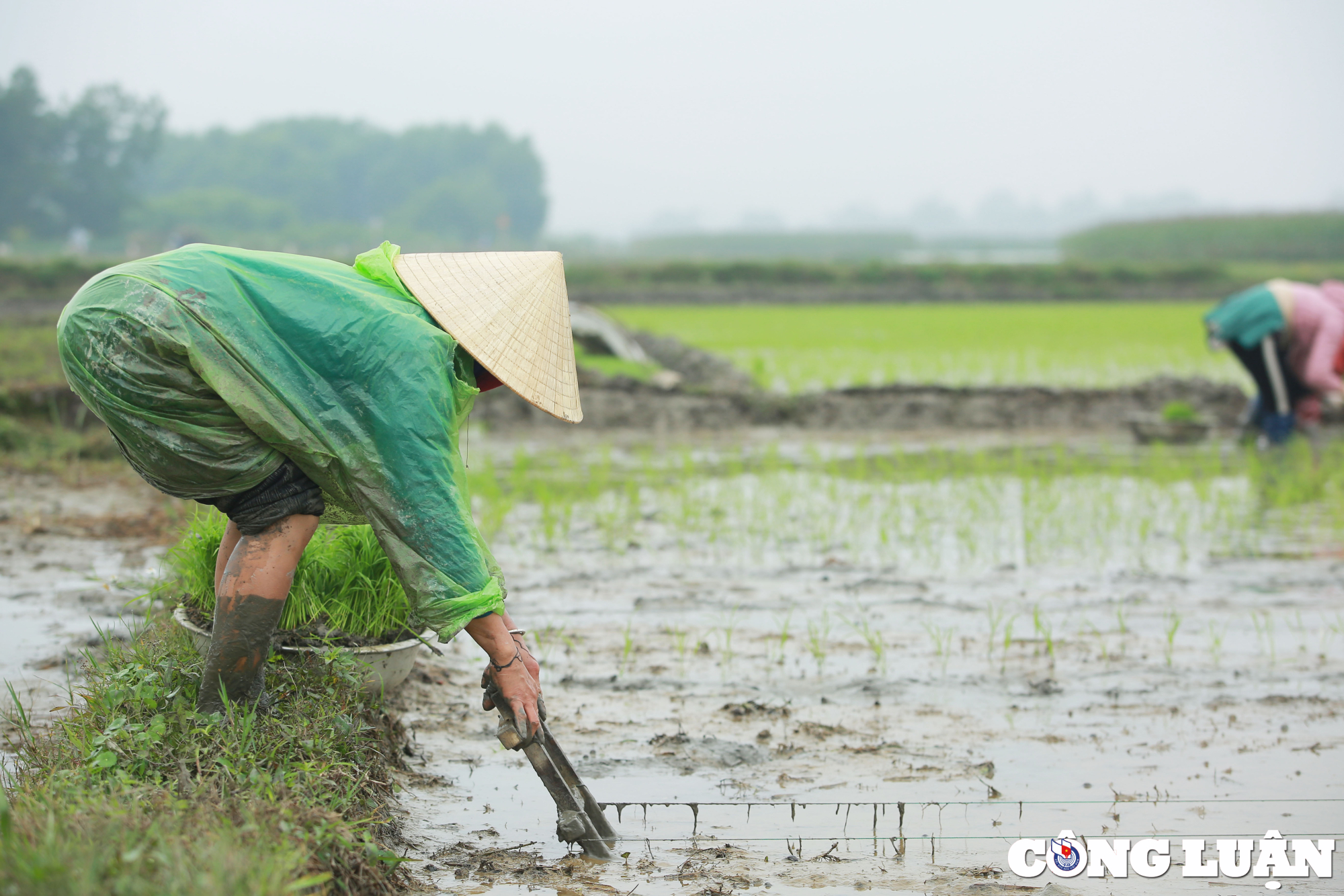 nghe an nong dan chan tay tran loi ruong cay lua trong mua ret hinh 5