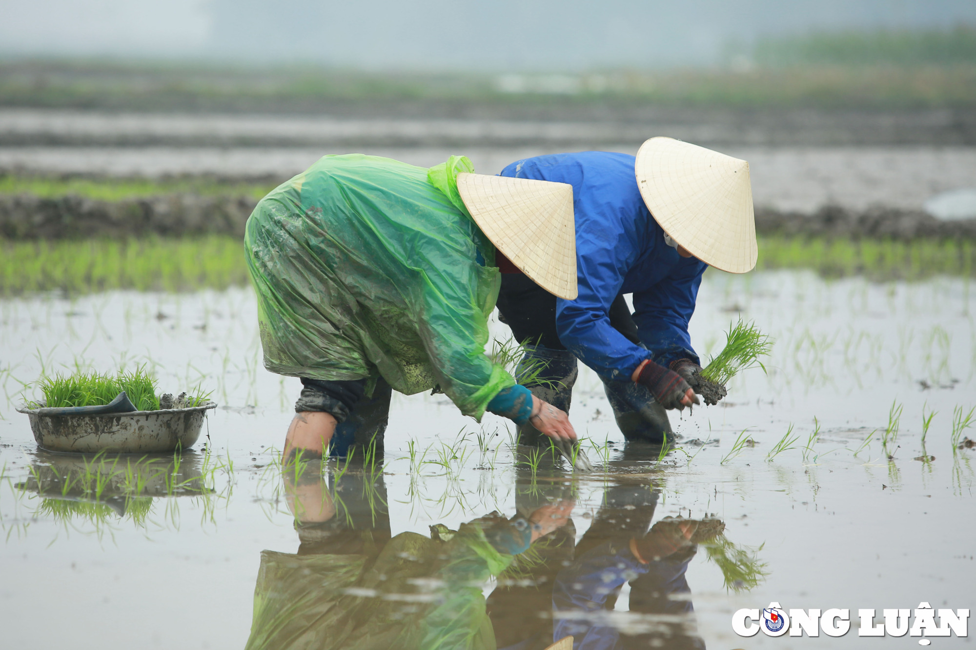 nghe an nong dan chan tay tran loi ruong cay lua trong mua ret hinh 3