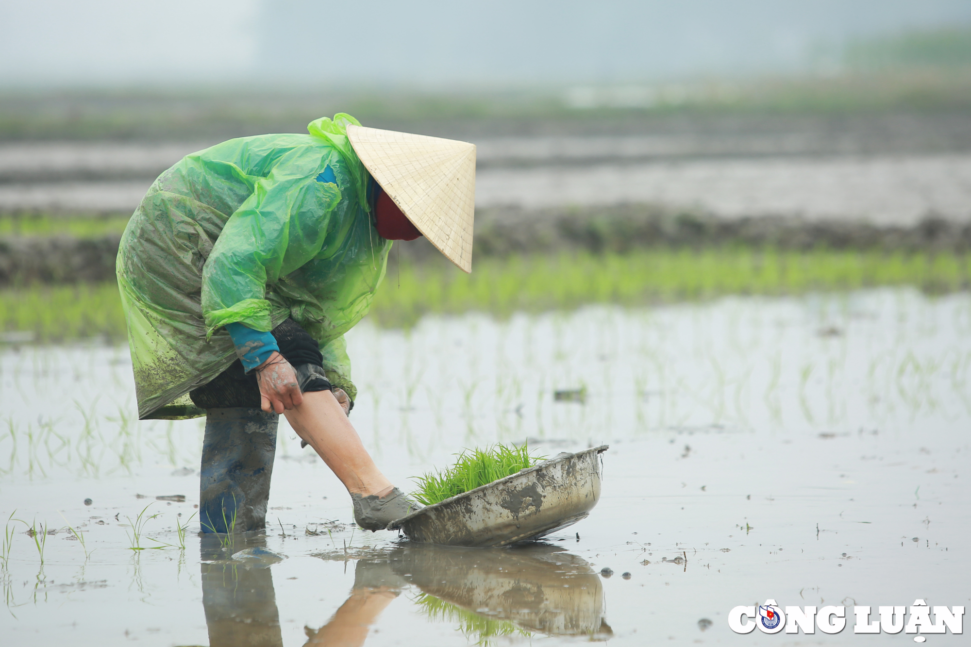 nghe an nong dan chan tay tran loi ruong cay lua trong mua ret hinh 4