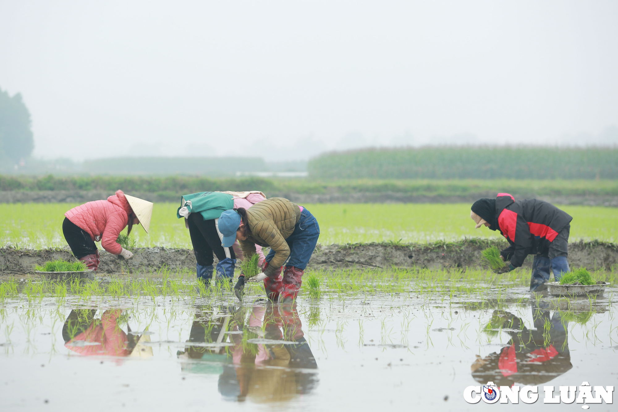 nghe an nong dan chan tay tran loi ruong cay lua trong mua ret hinh 1