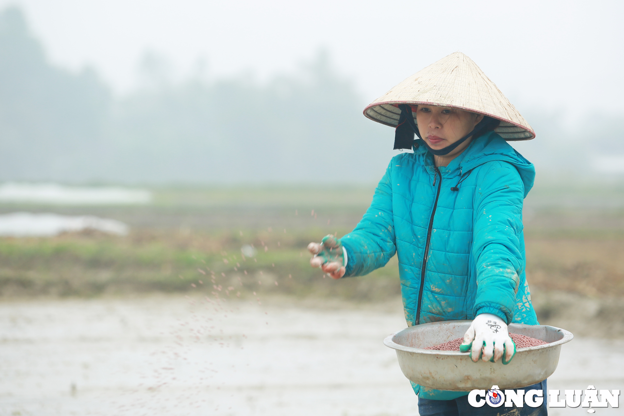 nghe an nong dan chan tay tran loi ruong cay lua trong mua ret hinh 12