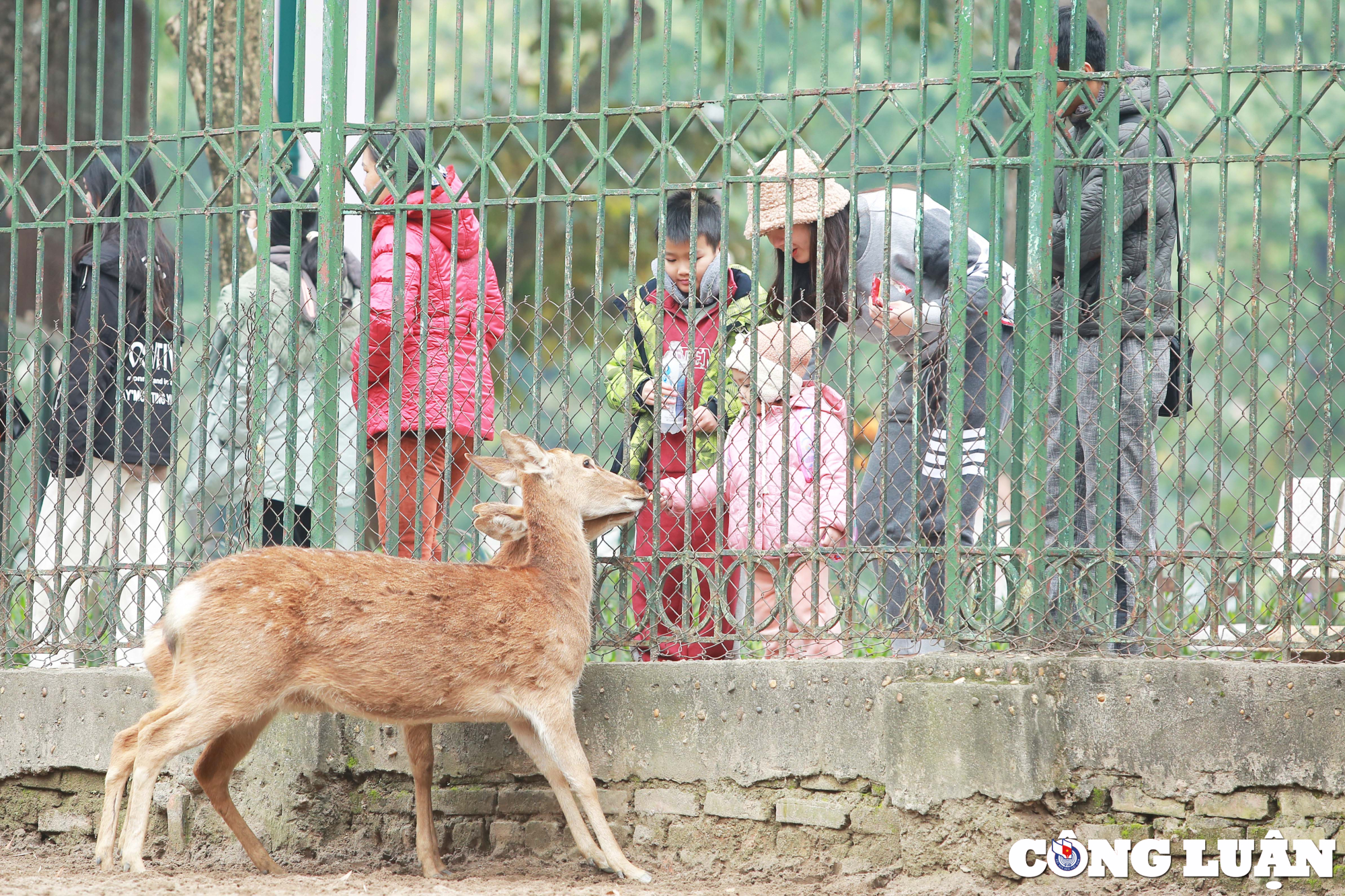 lanh dao vuon thu ha noi khang dinh den thoi diem nay chua co 1 ca the nao chet ret hinh 15