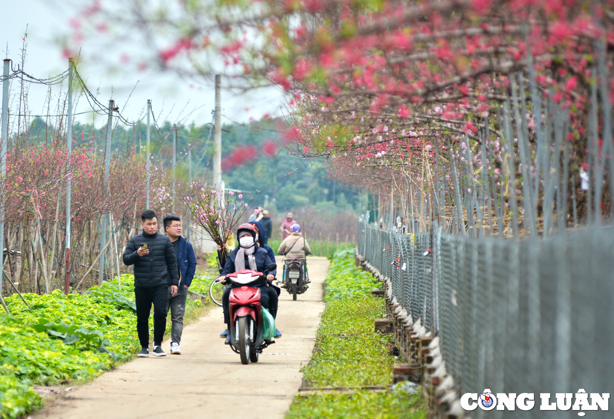 nghe xe om van chuyen dao dip tet kiem tien trieu moi ngay hinh 14