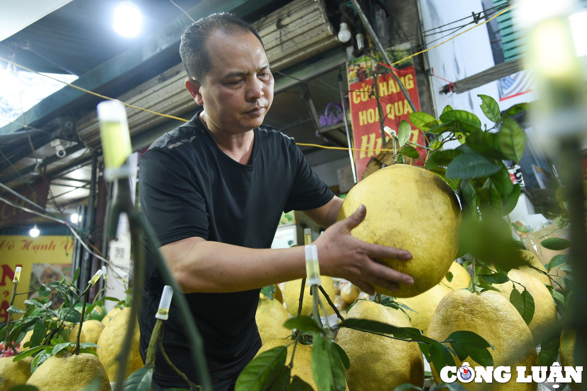 qua bong tu tuyen quang nang toi 10kg hut khach dip can tet 2024 hinh 4