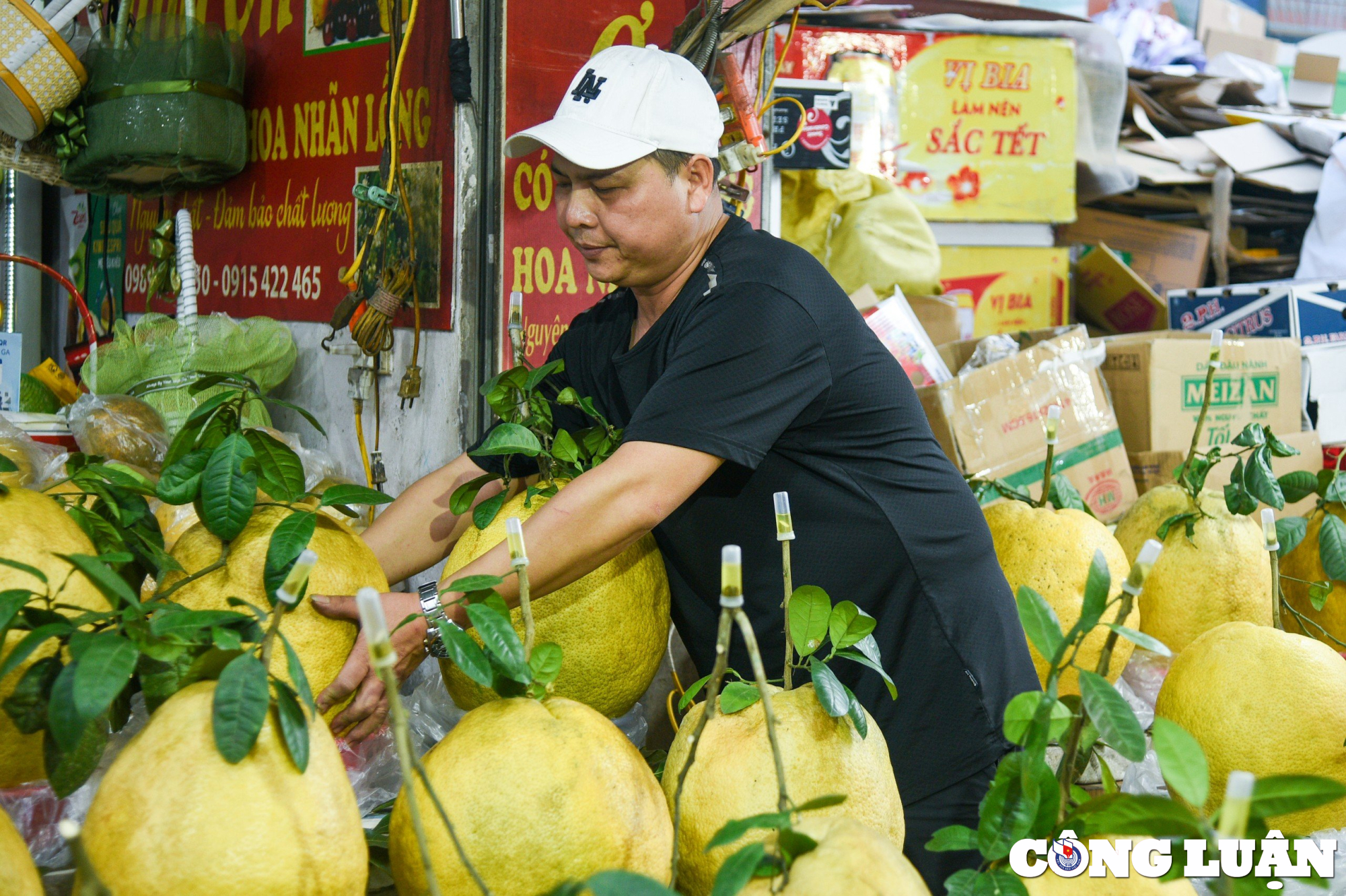 qua bong tu tuyen quang nang toi 10kg hut khach dip can tet 2024 hinh 3