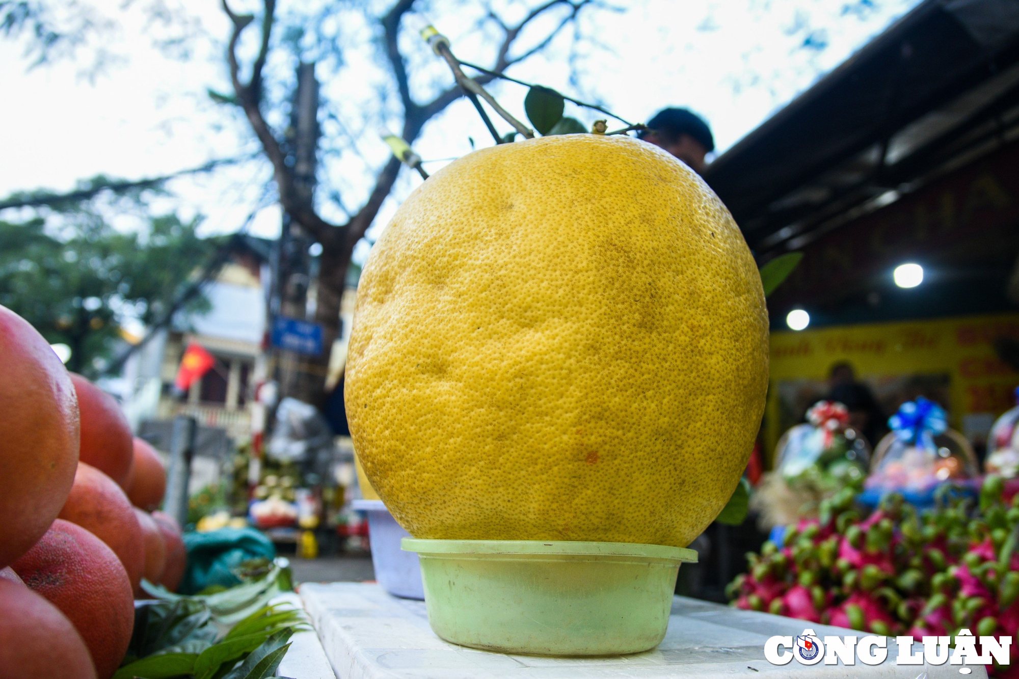 qua bong tu tuyen quang nang toi 10kg hut khach dip can tet 2024 hinh 7