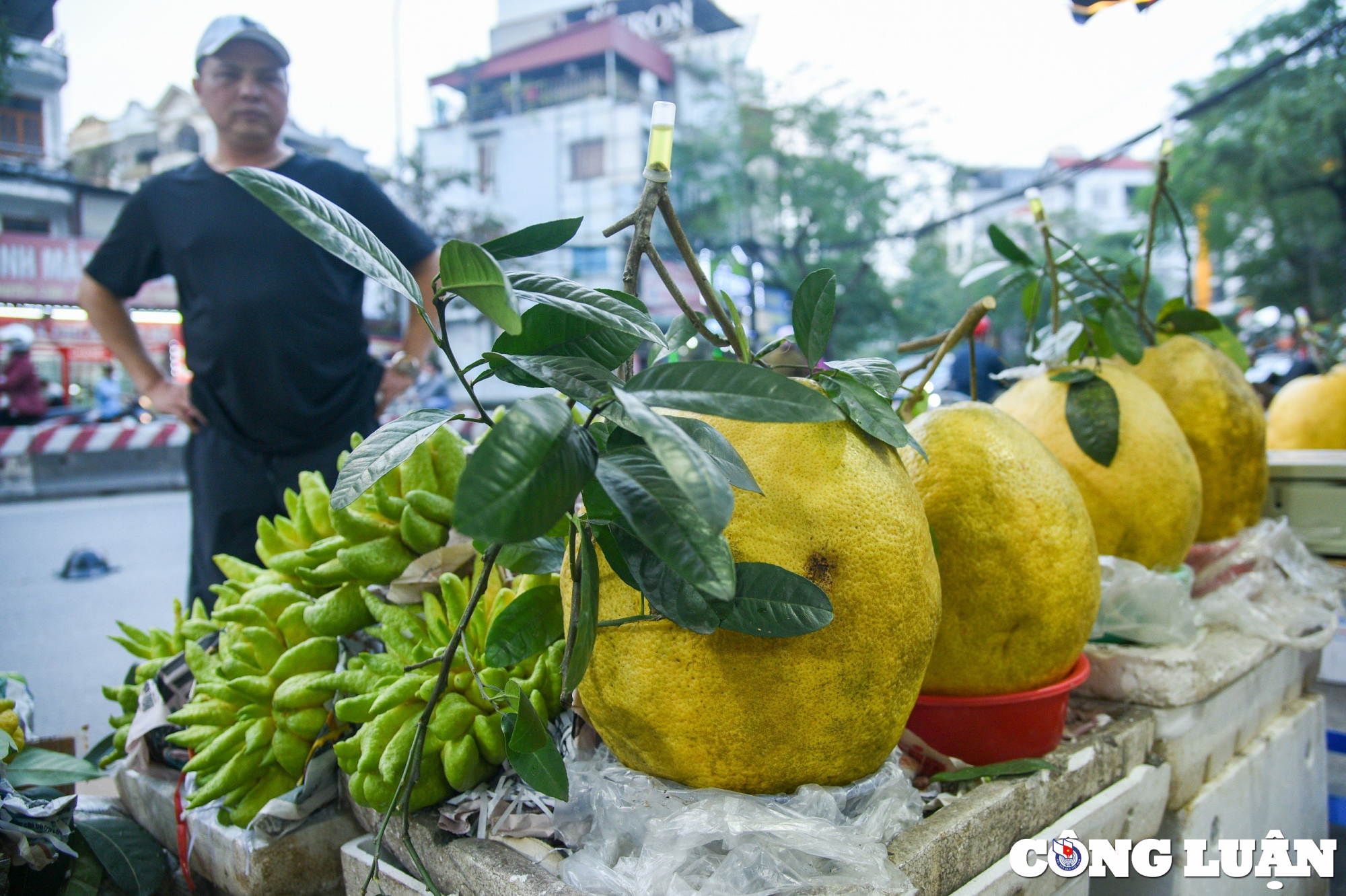 qua bong tu tuyen quang nang toi 10kg hut khach dip can tet 2024 hinh 6