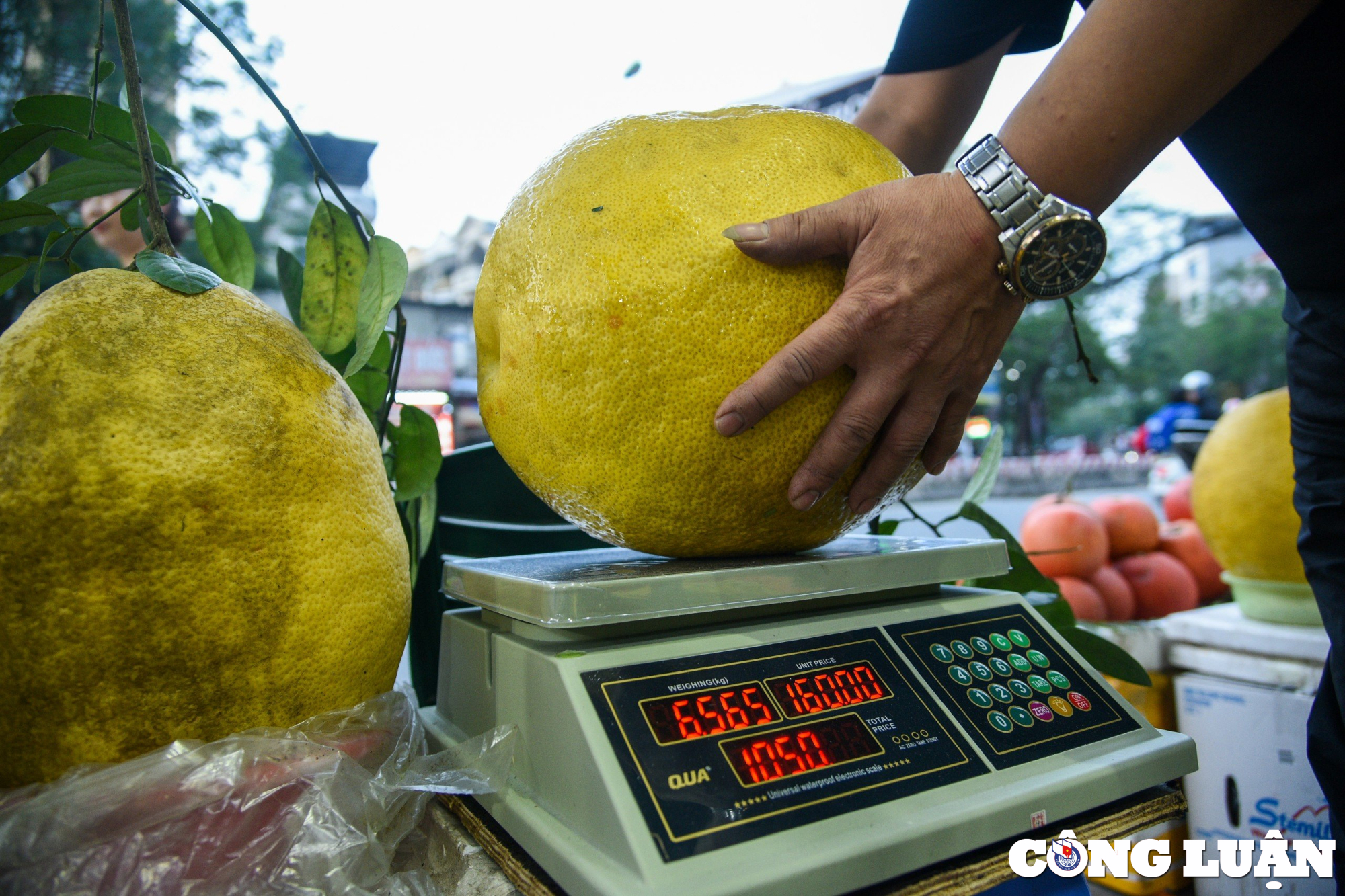 qua bong tu tuyen quang nang toi 10kg hut khach dip can tet 2024 hinh 8