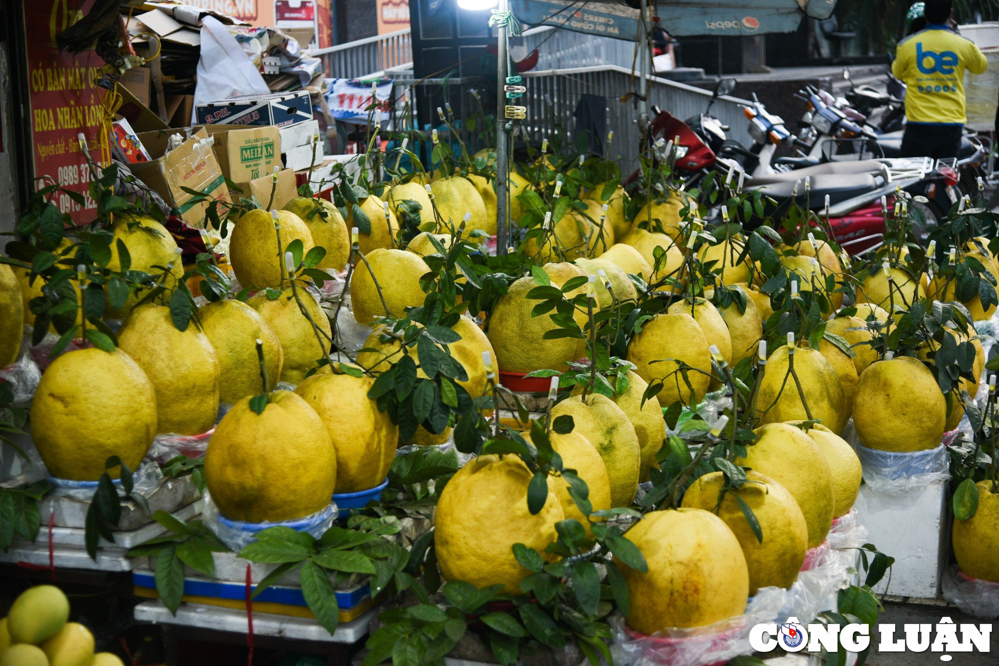 qua bong tu tuyen quang nang toi 10kg hut khach dip can tet 2024 hinh 12