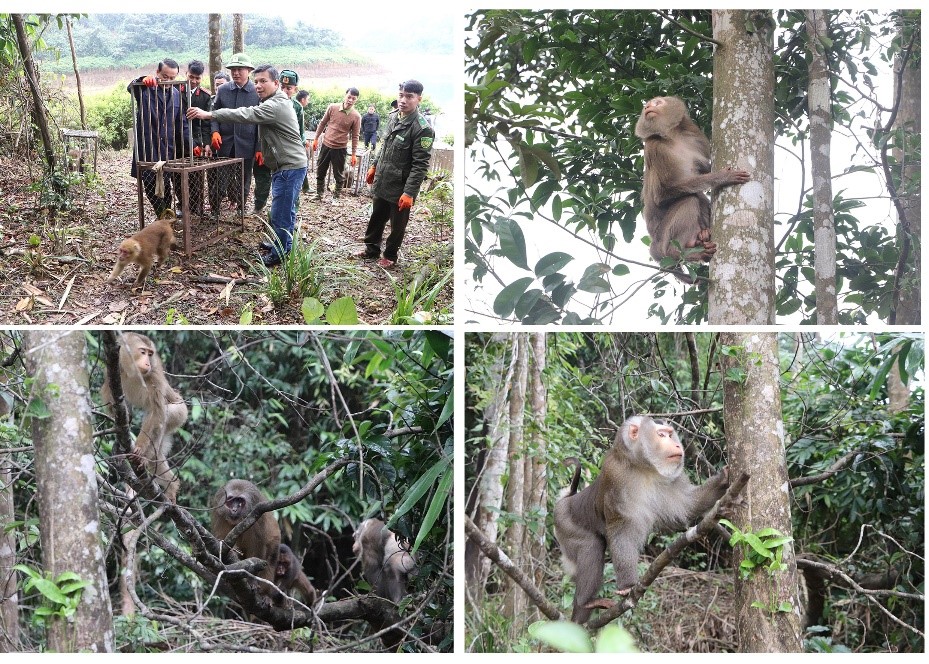 tai tha 30 thu hoang da sau cuu ho o sa pa vao vuon quoc gia vu quang hinh 2