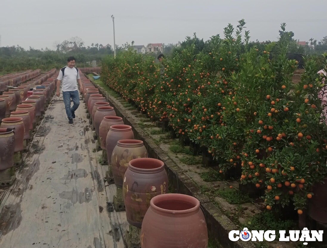 thanh hoa 28 tet nguoi buon dao quat dong loat xa hang hinh 3