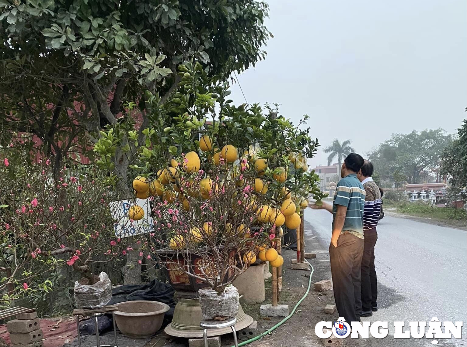 thanh hoa 28 tet nguoi buon dao quat dong loat xa hang hinh 5