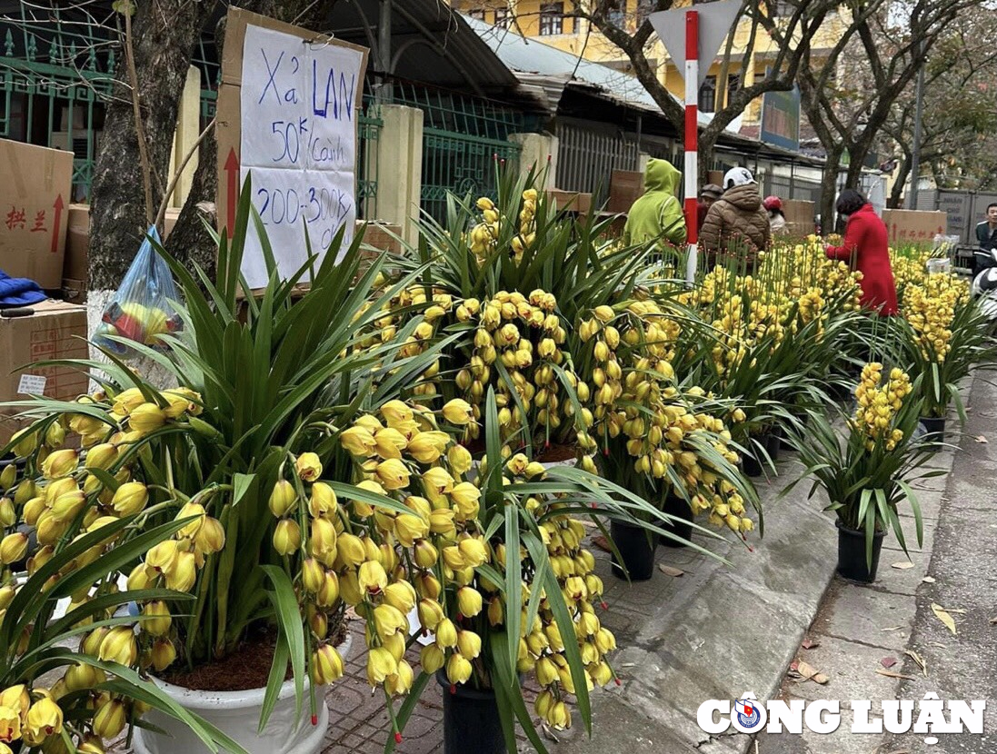 thanh hoa 28 tet nguoi buon dao quat dong loat xa hang hinh 7