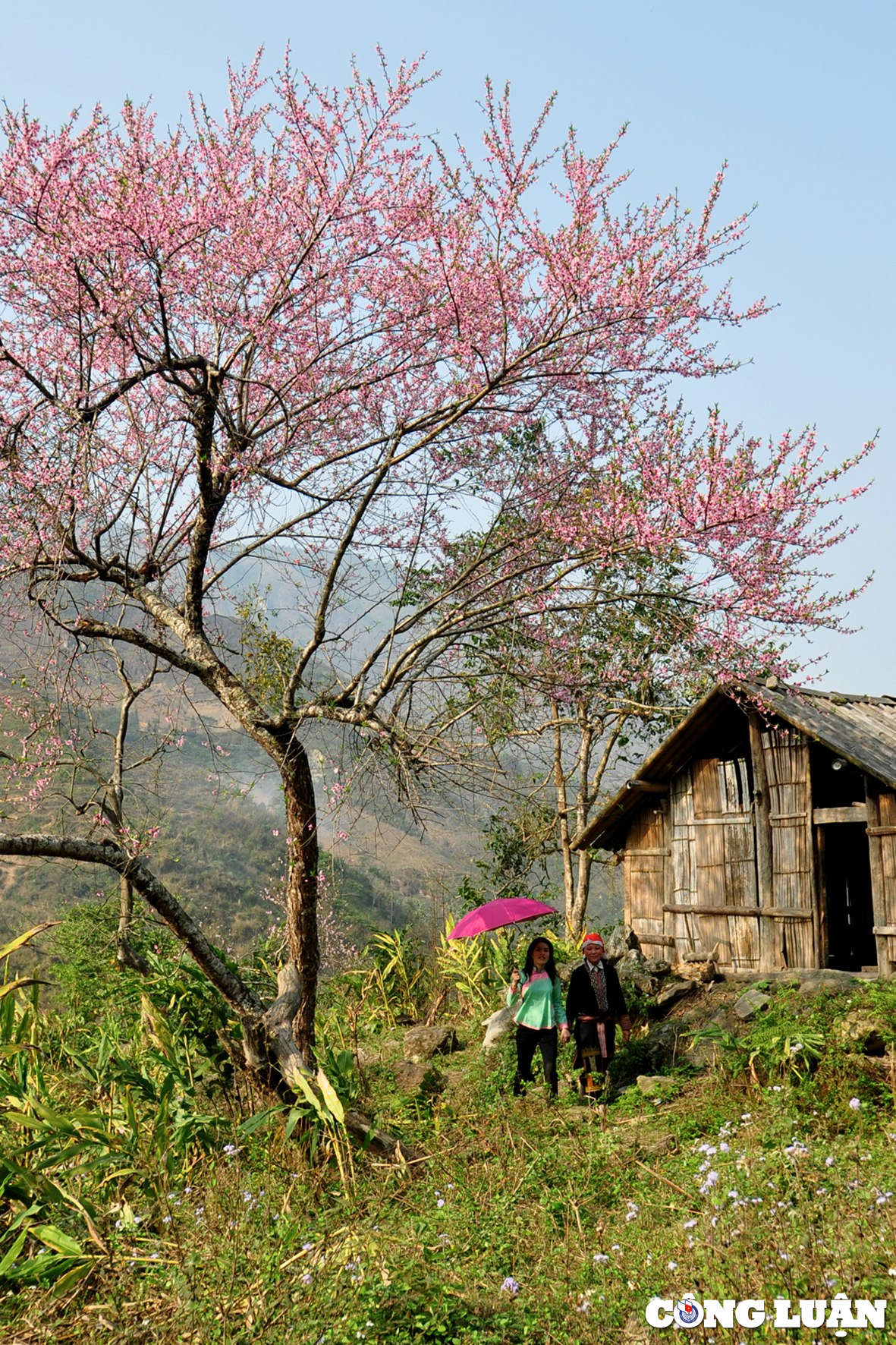 ngam hoa dao tuyet dep khoe sac xuan trong suong tai sa pa hinh 2