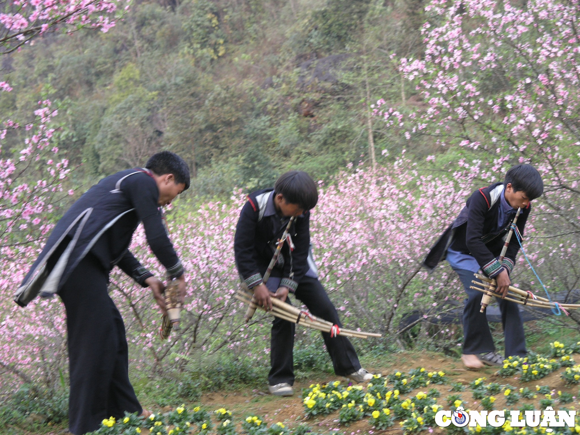 ngam hoa dao tuyet dep khoe sac xuan trong suong tai sa pa hinh 3