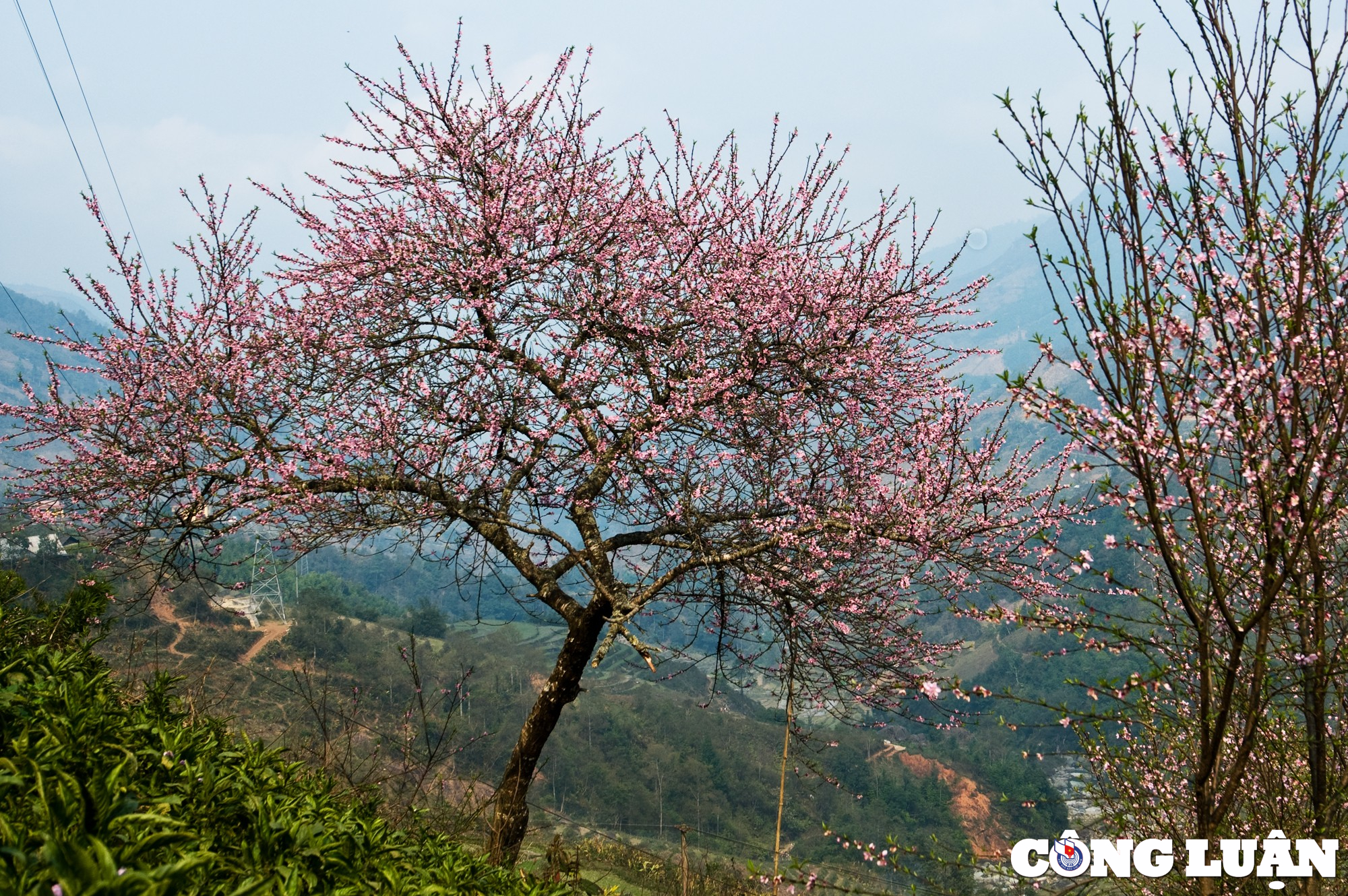 ngam hoa dao tuyet dep khoe sac xuan trong suong tai sa pa hinh 4