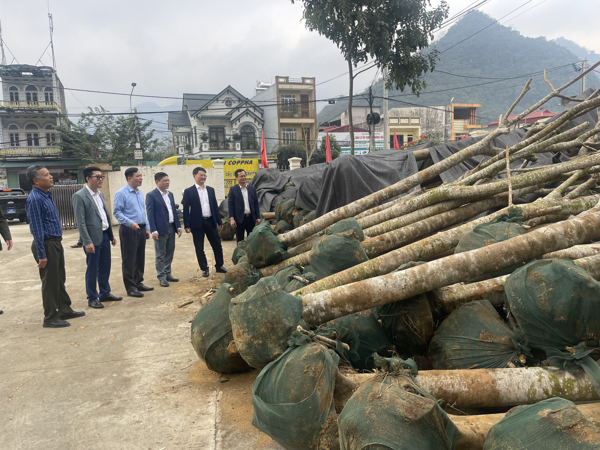 lao cai tiep nhan va trong 1000 cay phuong vy do dau tien thanh pho hai phong tang hinh 1