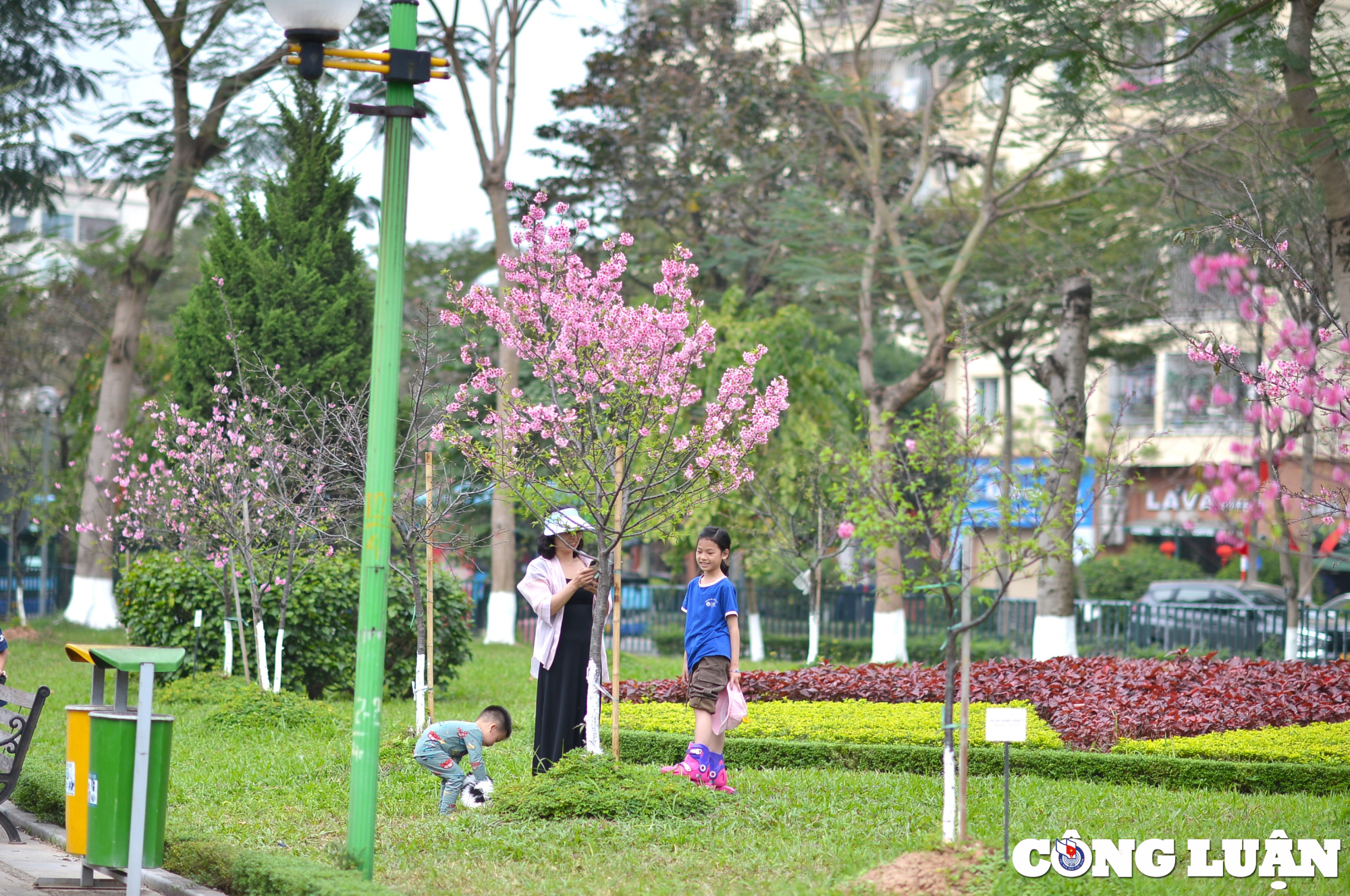 nguoi dan ha thanh dua nhau check in ben hoa anh dao nhat ban dang no ro hinh 3