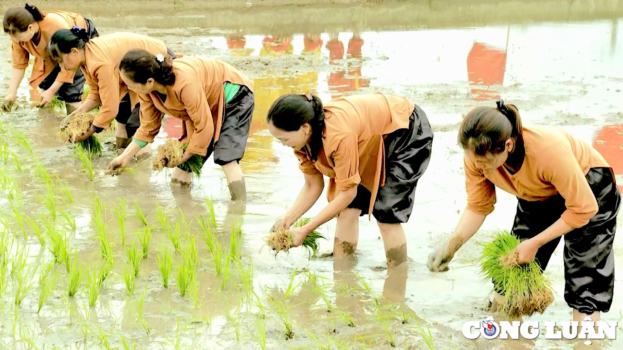 phu tho tai hien song dong nghi le vua hung day dan cay lua hinh 4