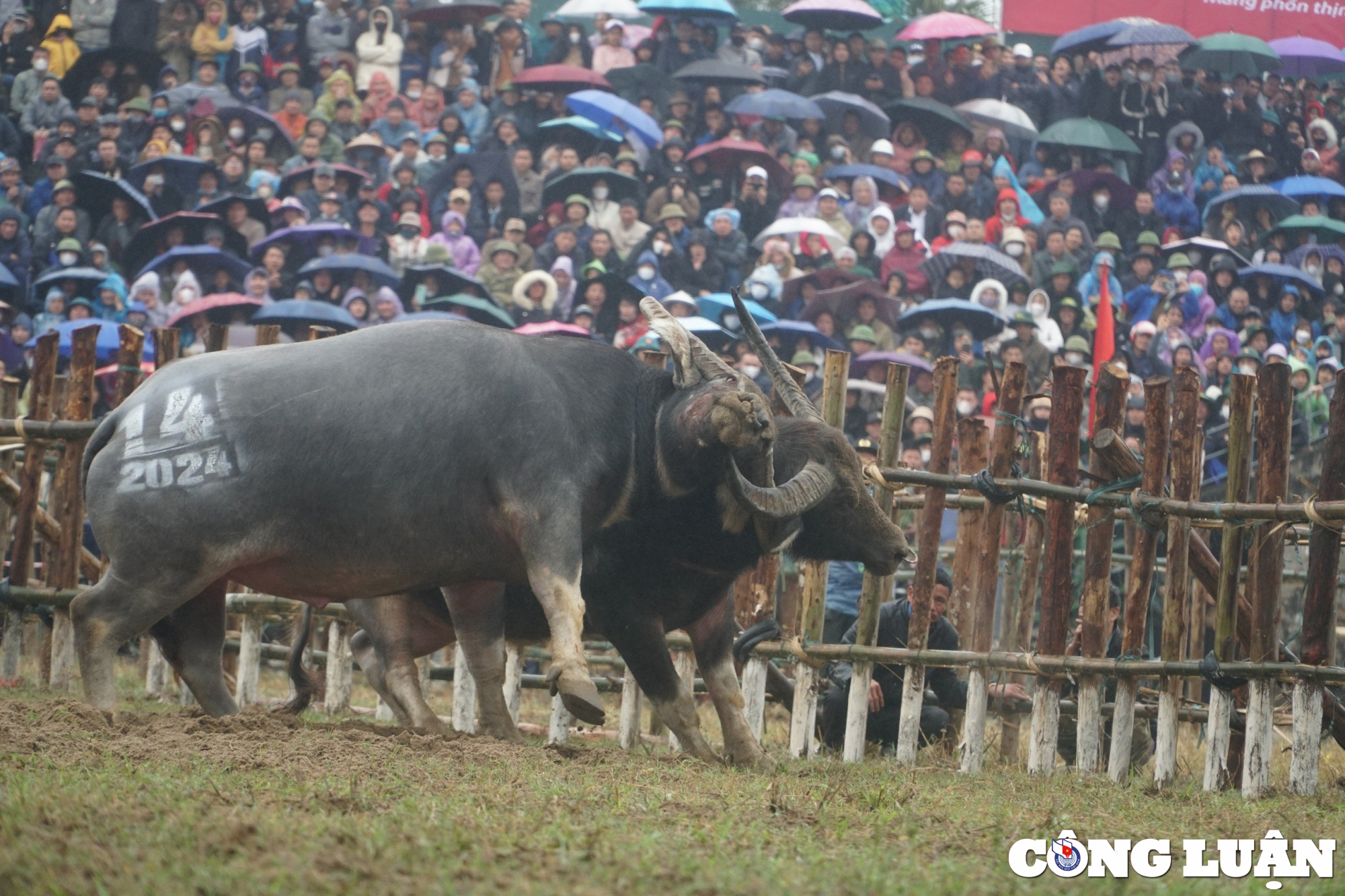 hang nghin nguoi doi mua xem choi trau o vinh phuc hinh 5