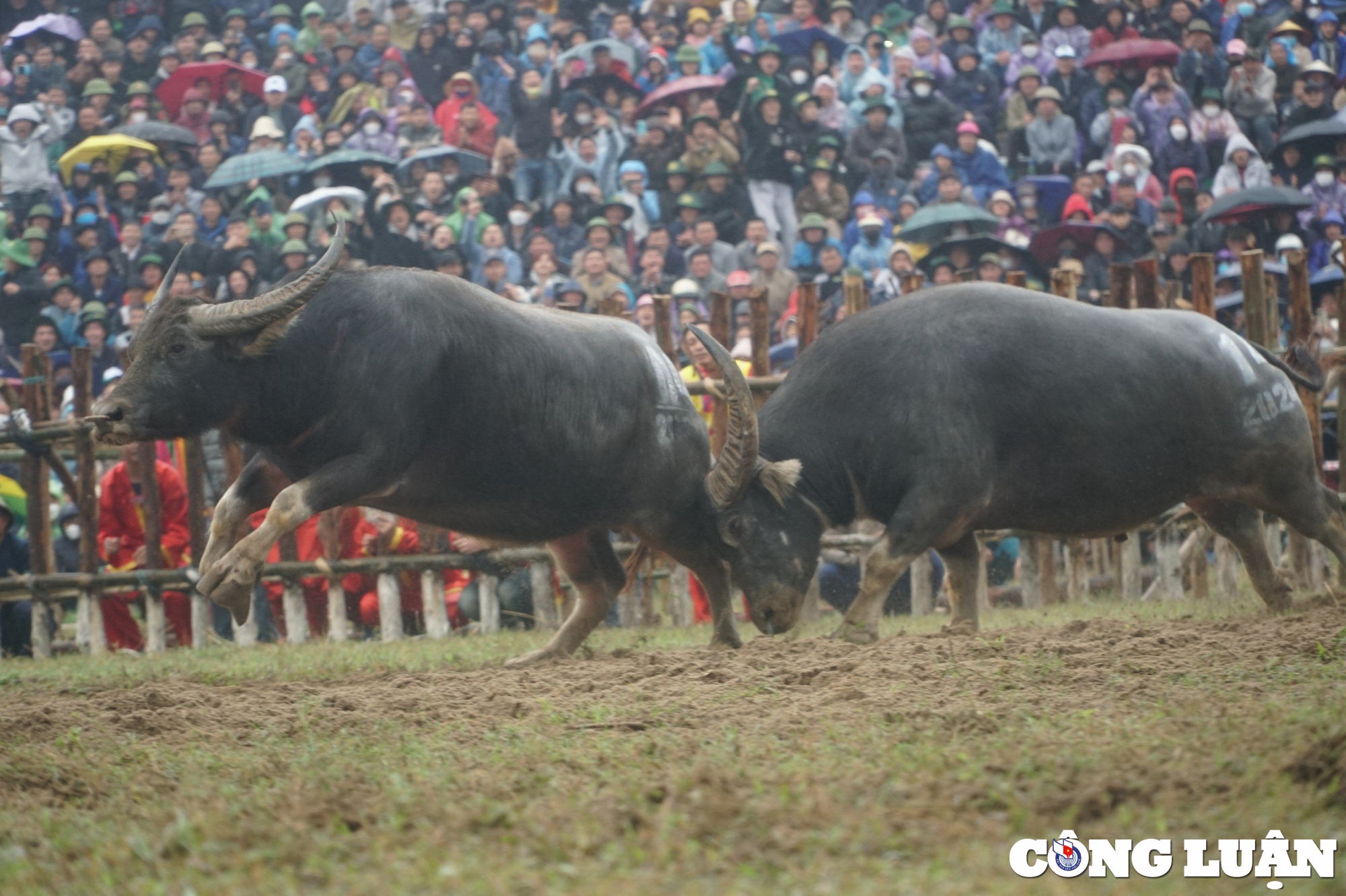 hang nghin nguoi doi mua xem choi trau o vinh phuc hinh 7