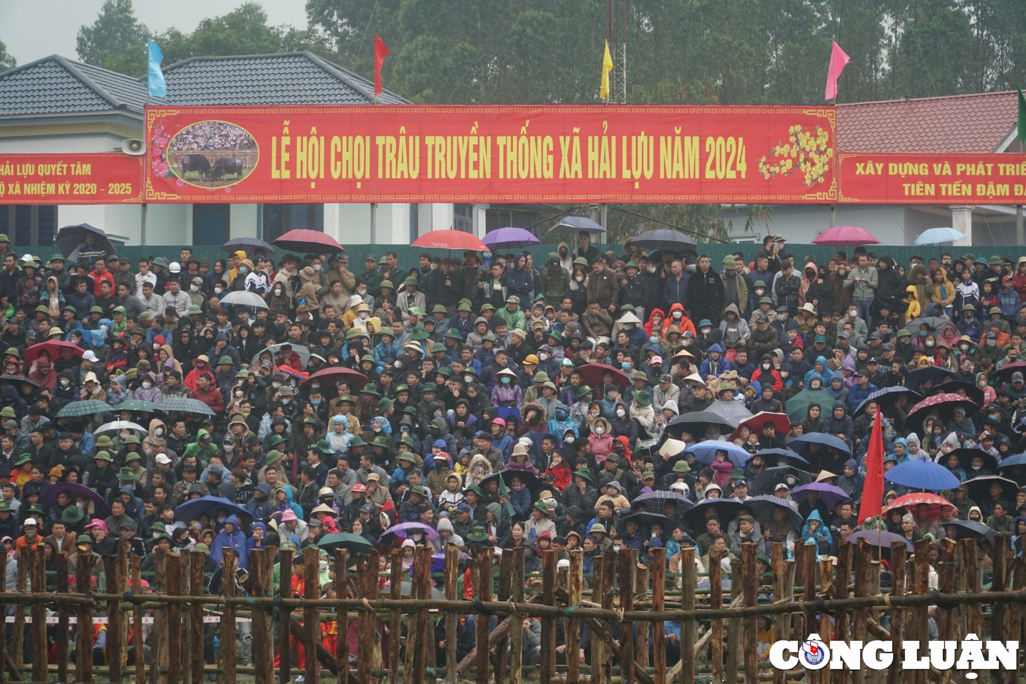 hang nghin nguoi doi mua xem choi trau o vinh phuc hinh 2