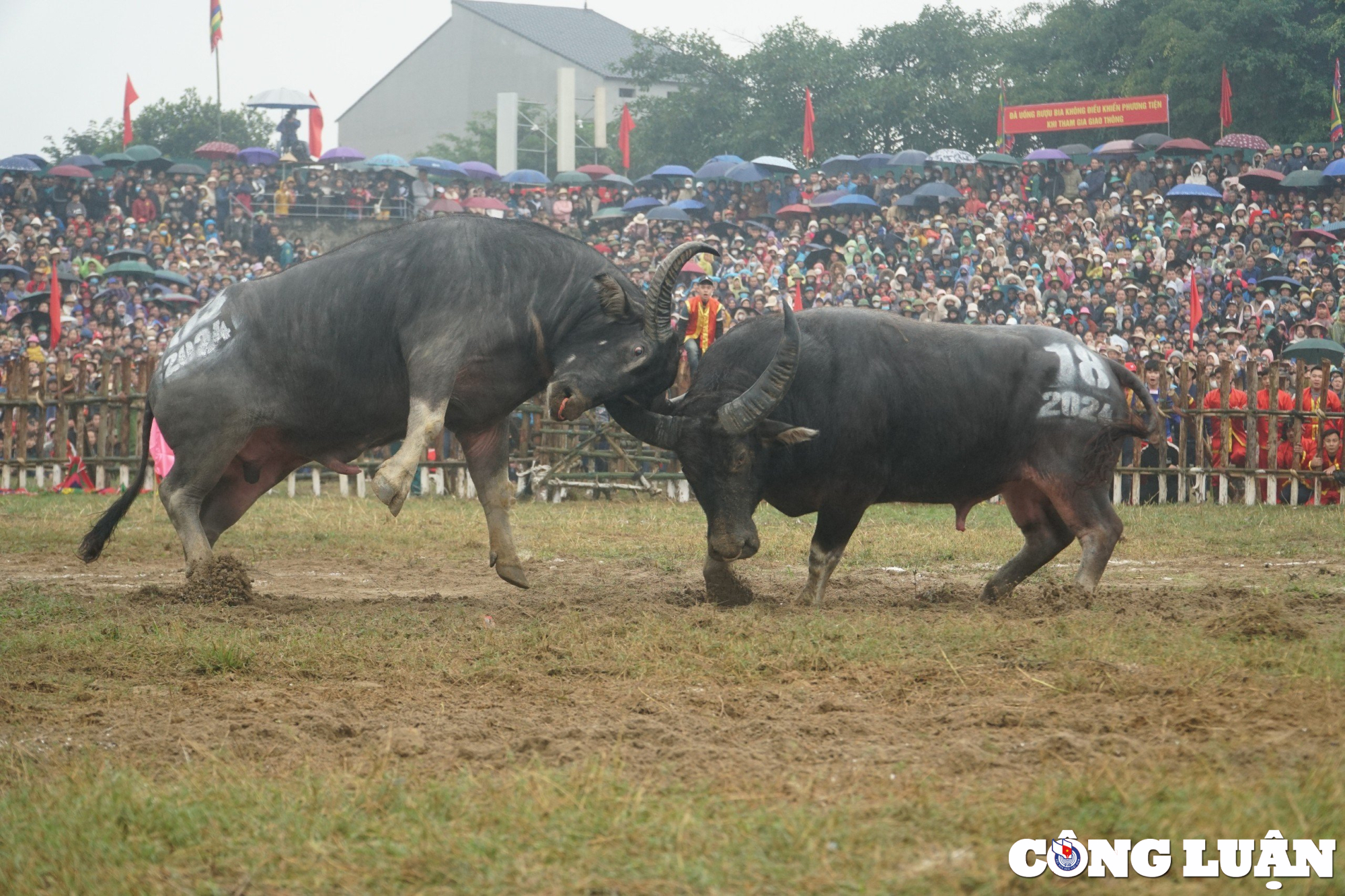 hang nghin nguoi doi mua xem choi trau o vinh phuc hinh 4