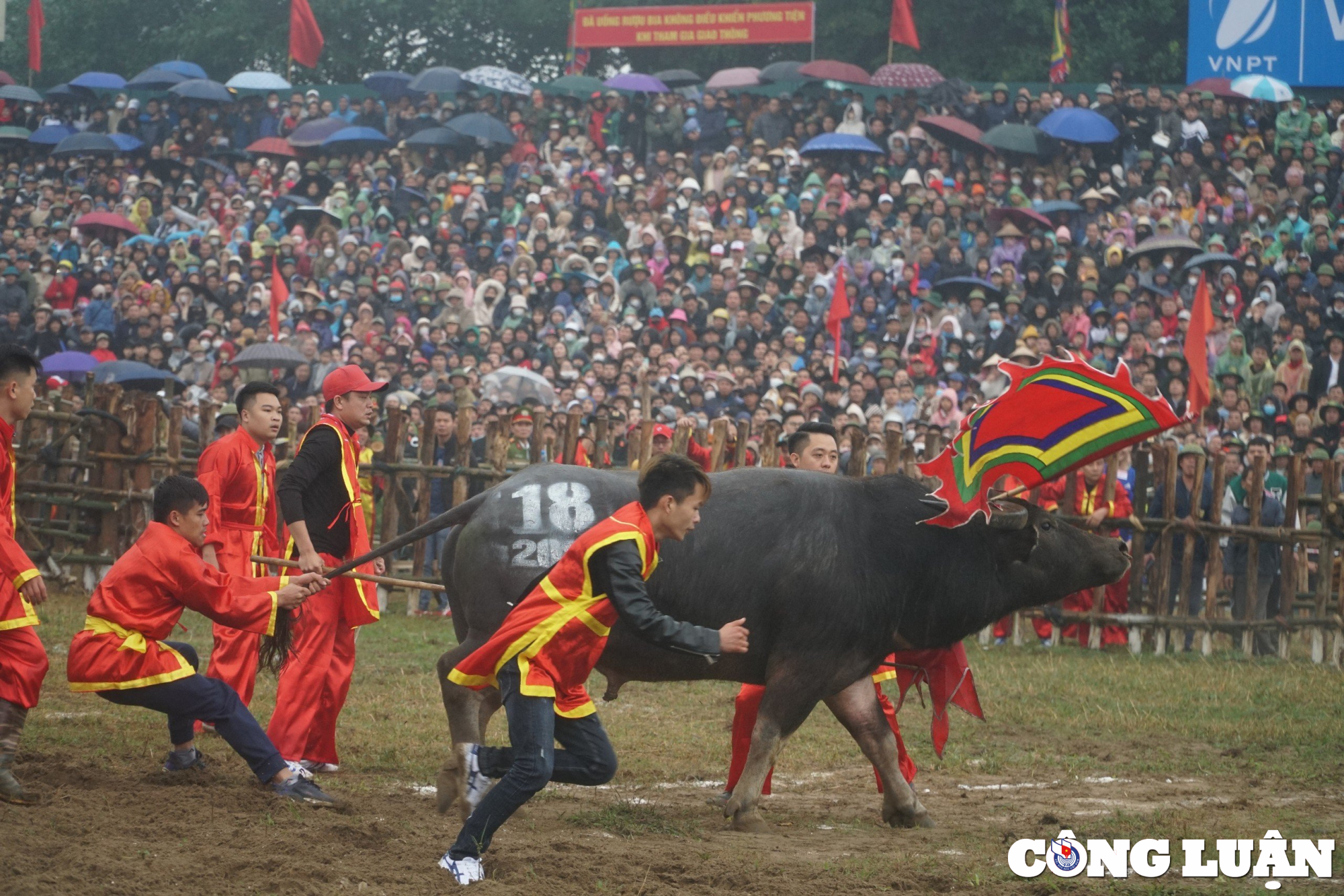 hang nghin nguoi doi mua xem choi trau o vinh phuc hinh 9