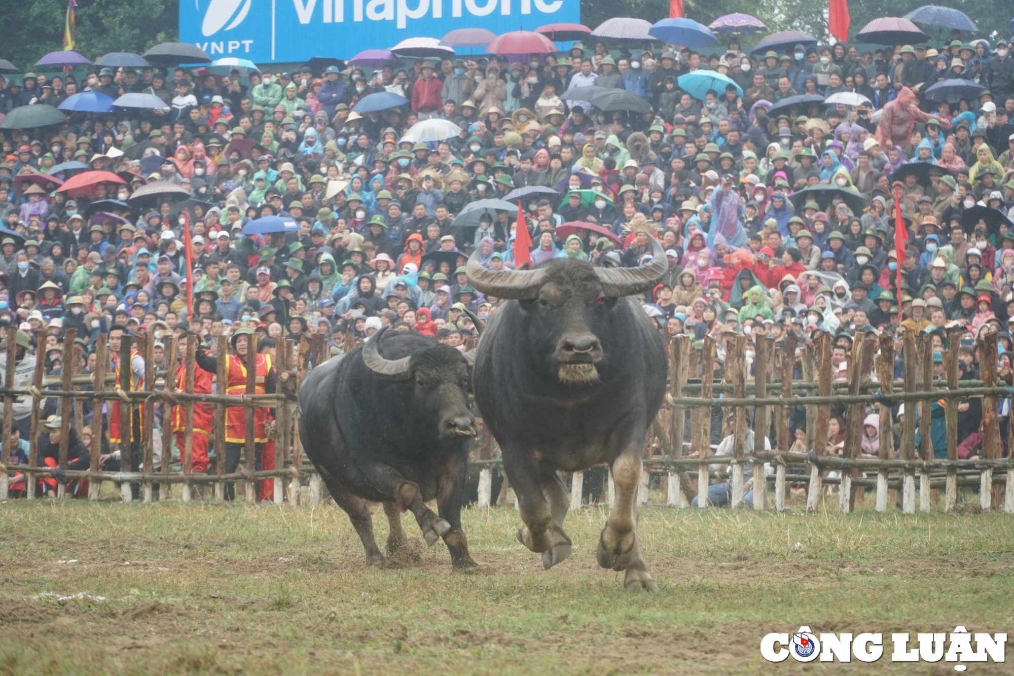 hang nghin nguoi doi mua xem choi trau o vinh phuc hinh 8